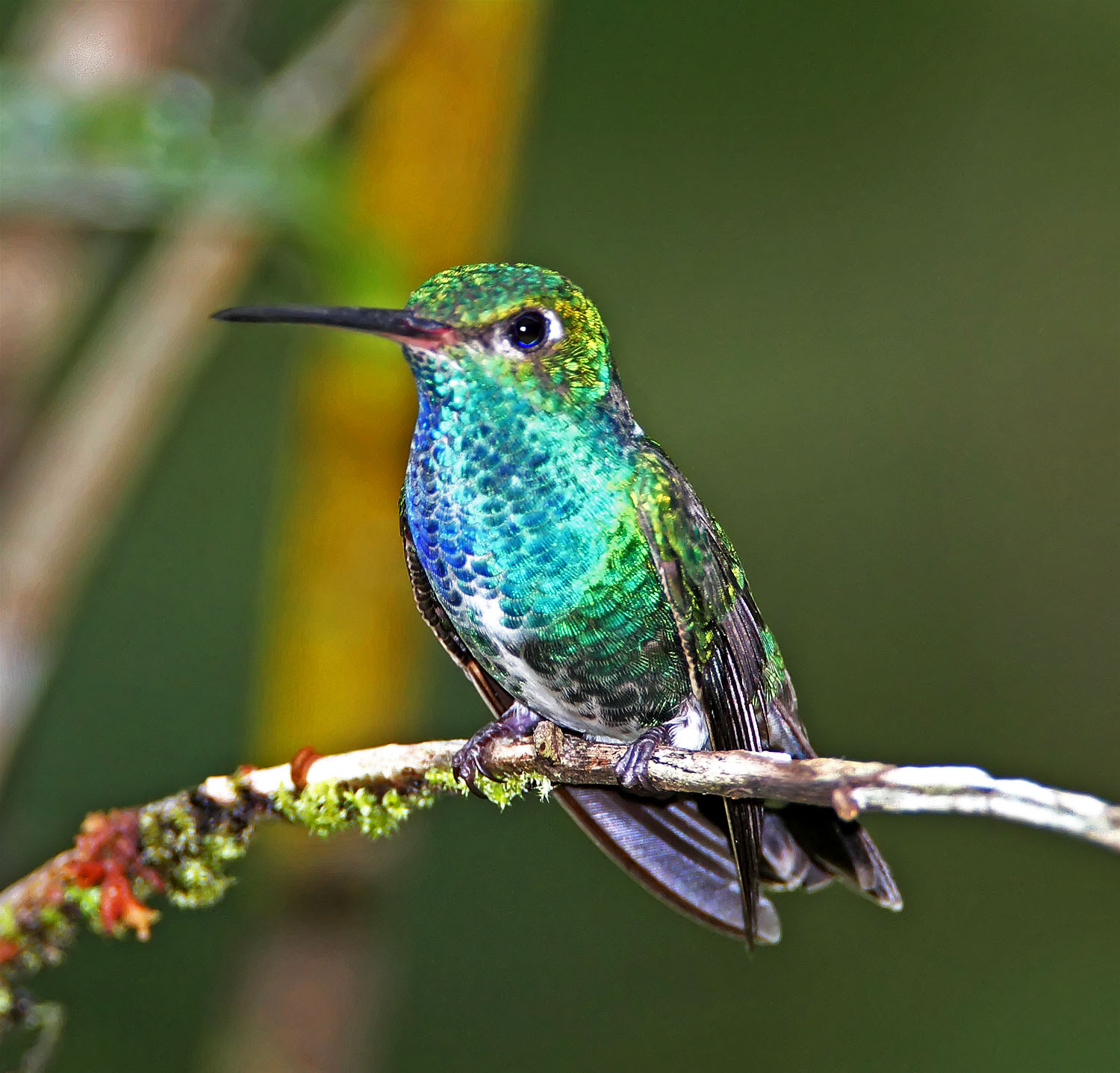 Glittering-throated Emerald_7081.jpg