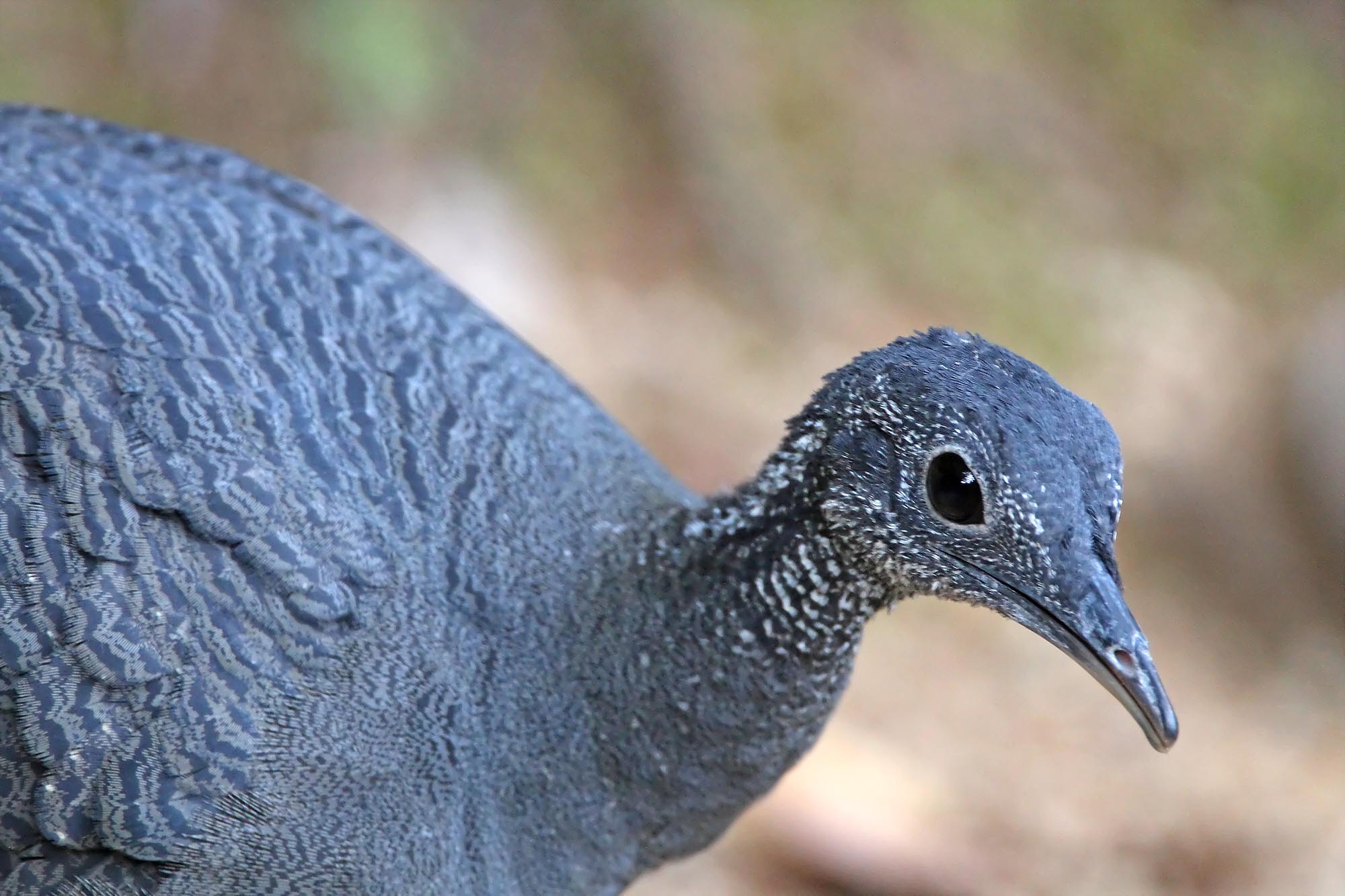 Grey Tinamou_7313.jpg