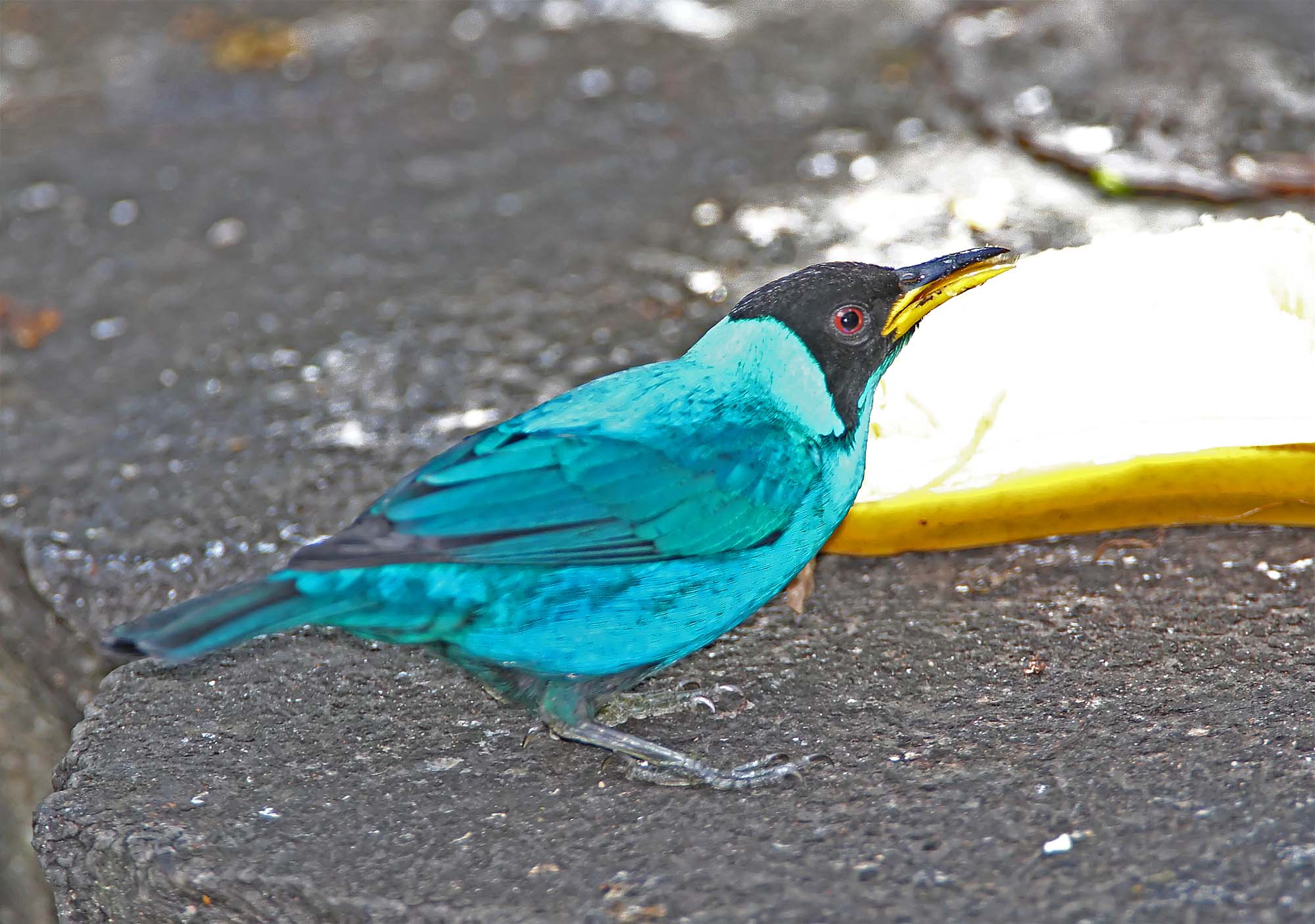 Green Honeycreeper - male_6978.jpg