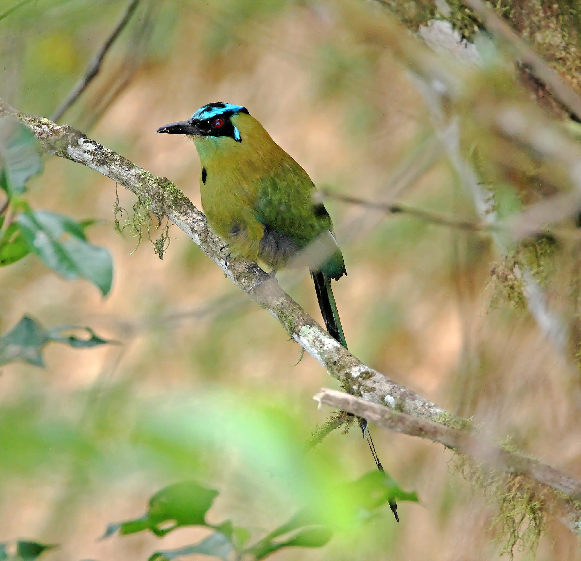 Andean Motmot_7329.jpg