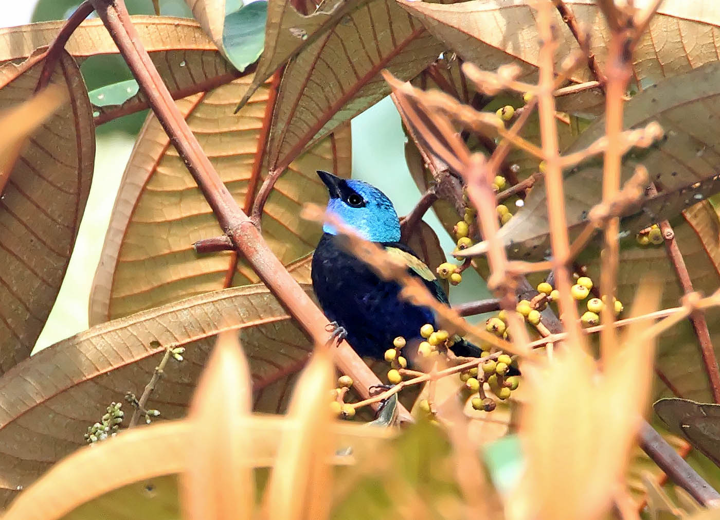 Blue-necked Tanager_7350.jpg