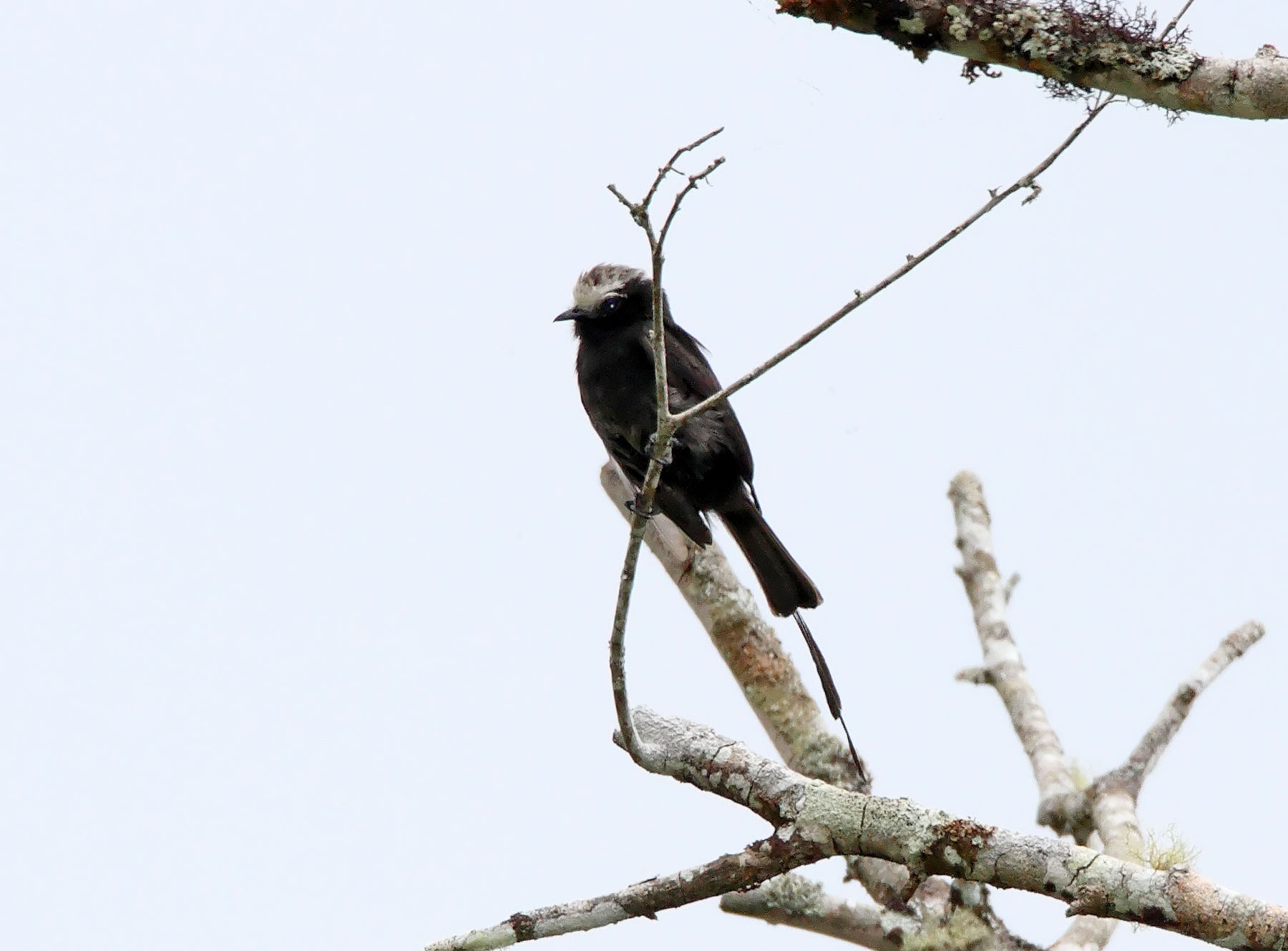 Long-tailed Tyrant_7573.jpg