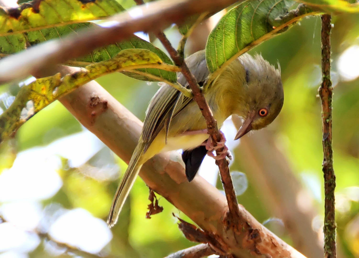 Olivaceous Greenlet_7442.jpg