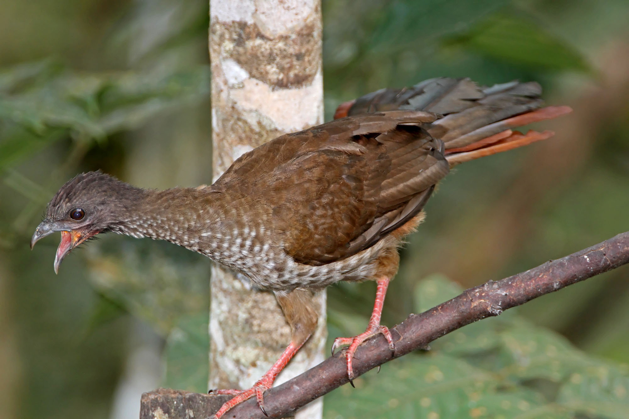 Speckled Chachalaca_7470.jpg