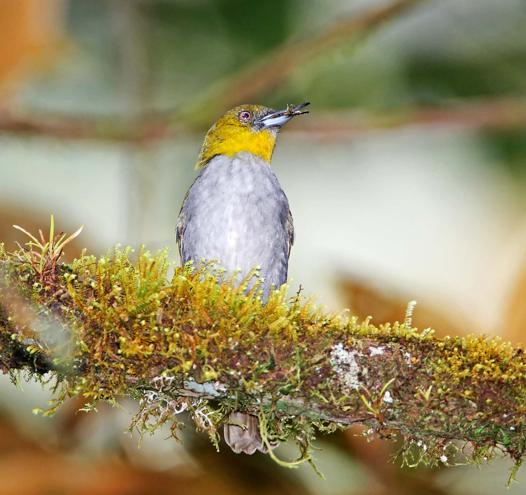 Yellow-throated Chlorospingus_7348.jpg