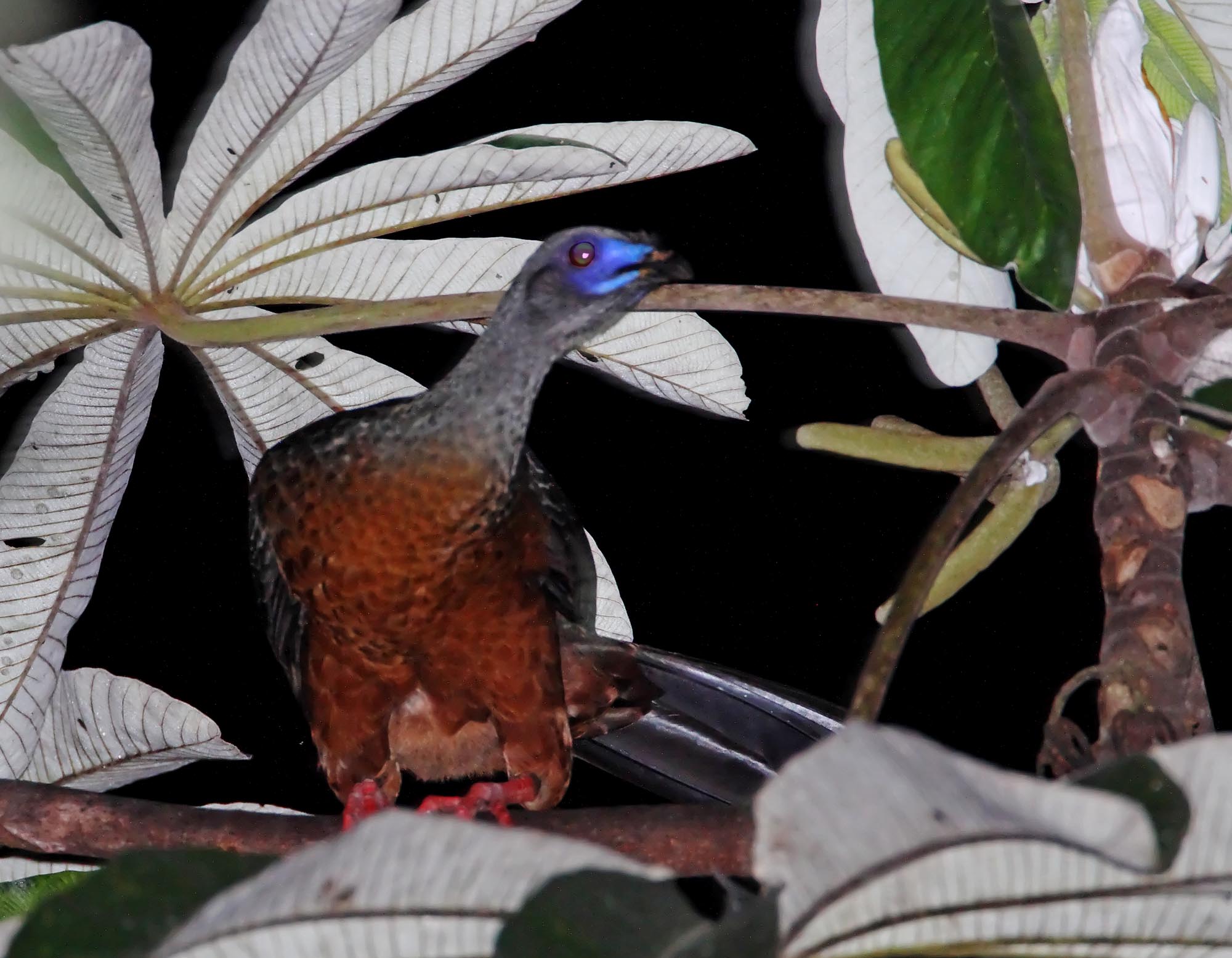 Sickle-winged Guan_7697.jpg