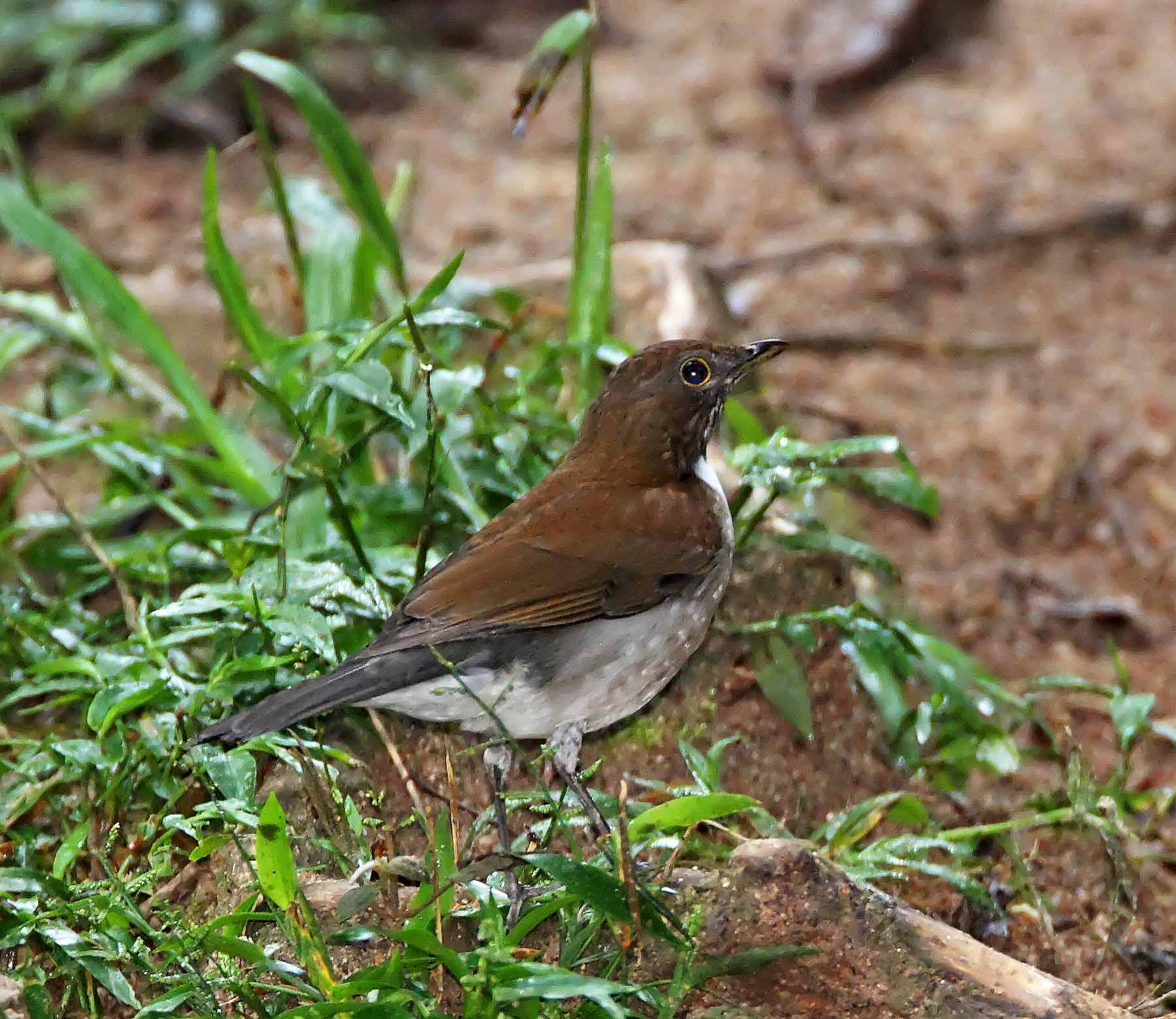 White-necked Thrush_7761.jpg