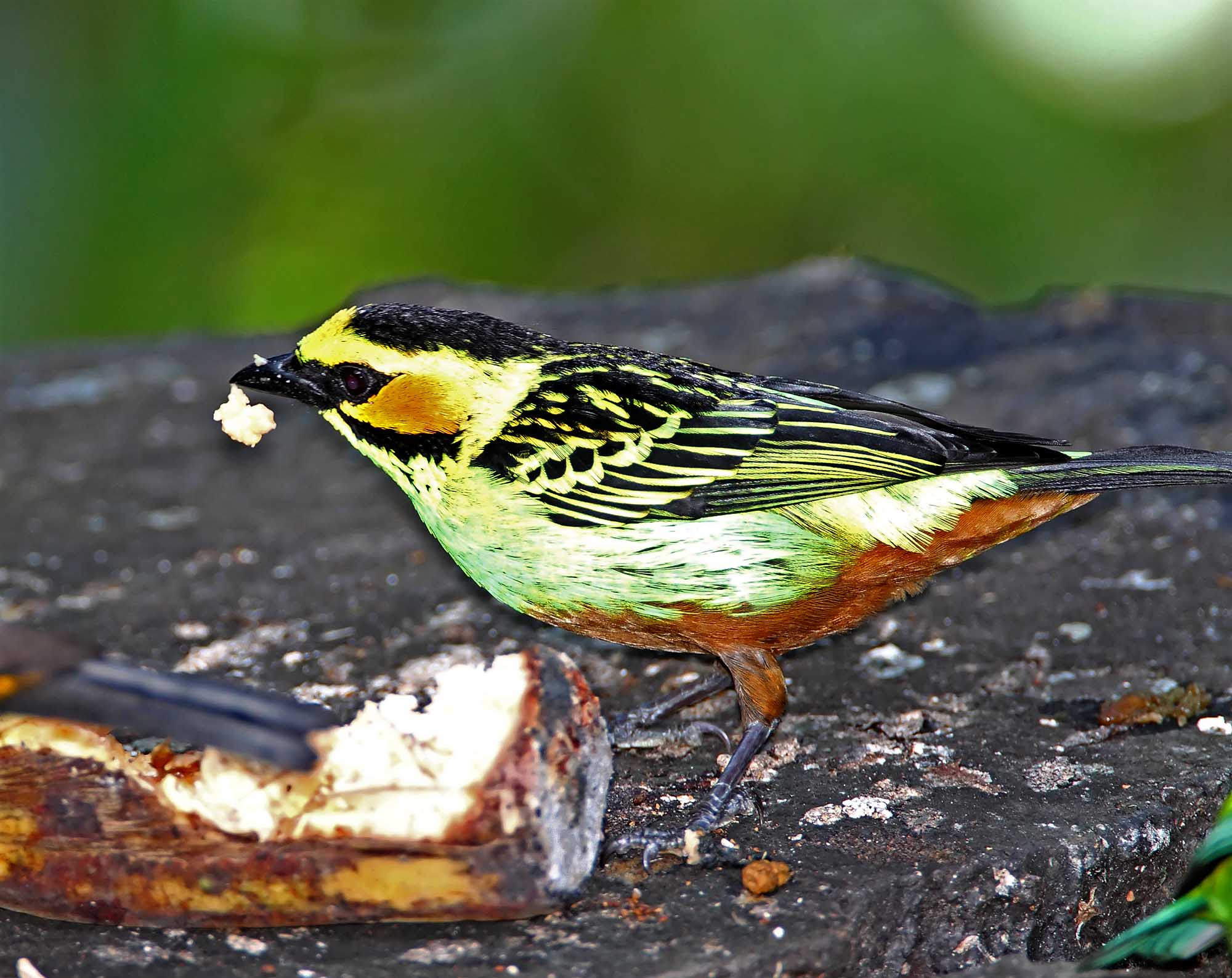 Golden-eared Tanager_6965.jpg