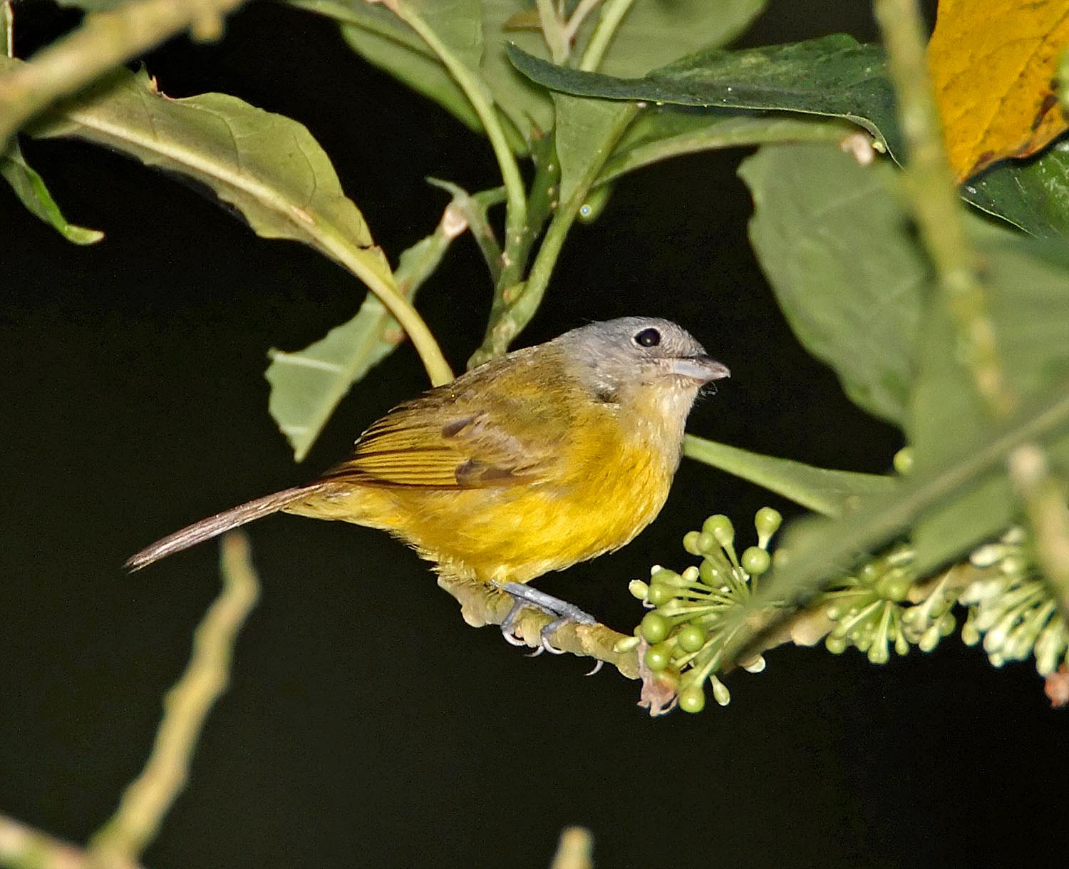 Sooty-headed Tyrannulet_5705.jpg