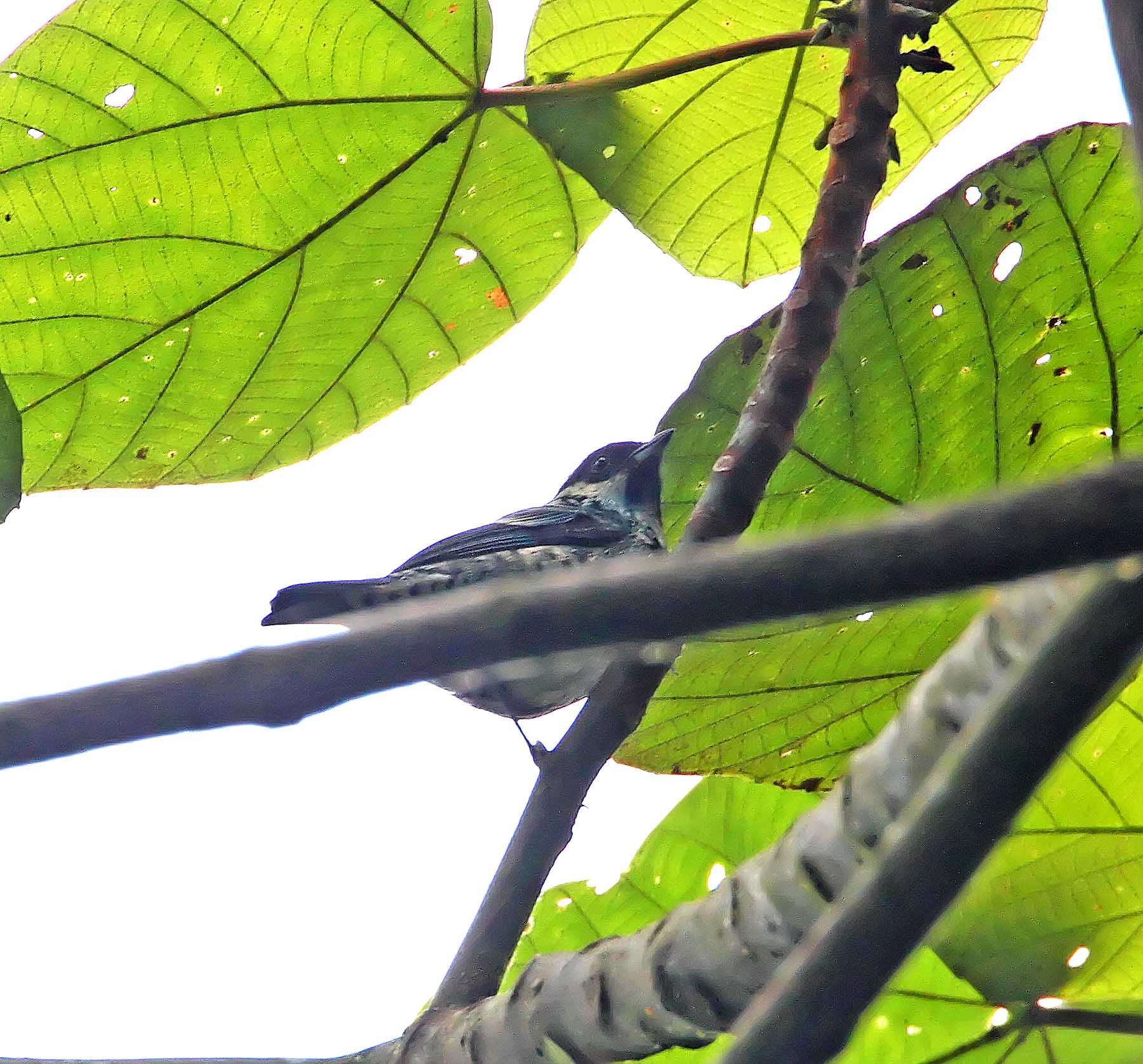 Beryl-spangled Tanager_5053.jpg