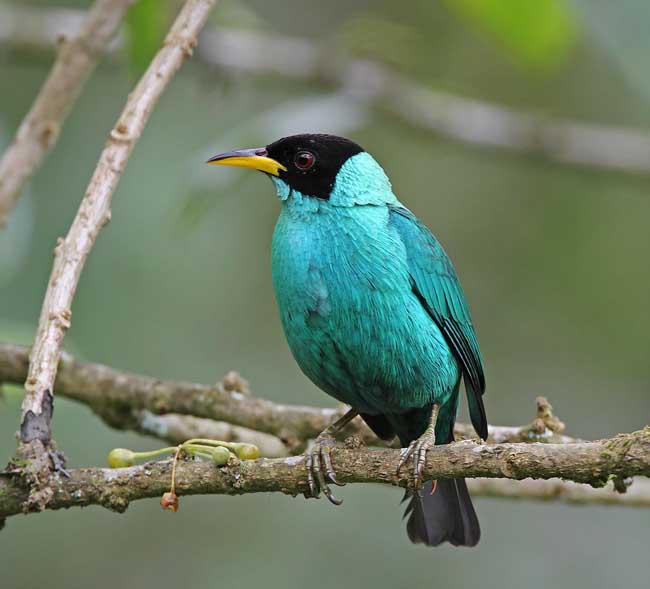 Green Honeycreeper - male_5601.jpg