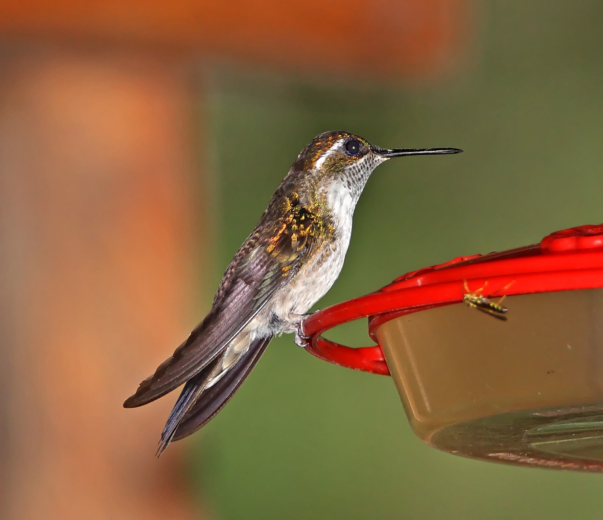 Green-throated Mountain-Gem - male_0683.jpg