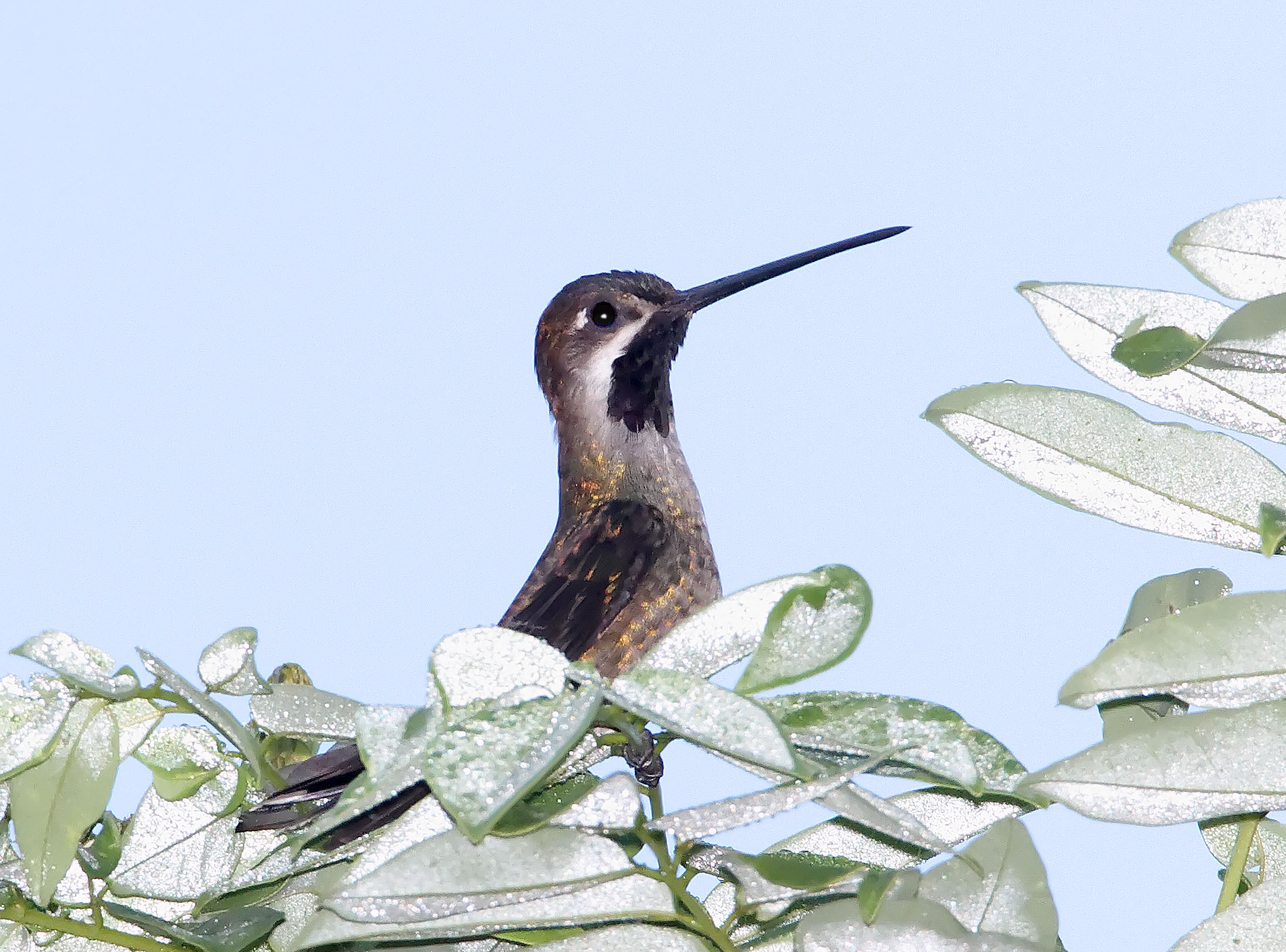 Long-billed Starthroat_8709.jpg