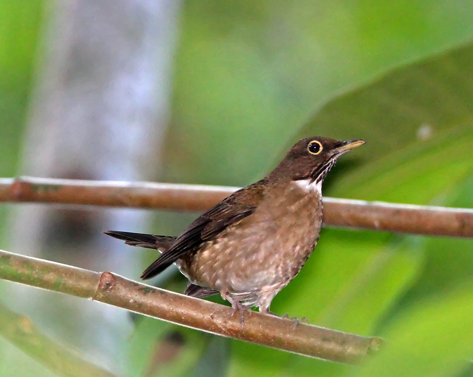 White-throated Thrush_9395.jpg