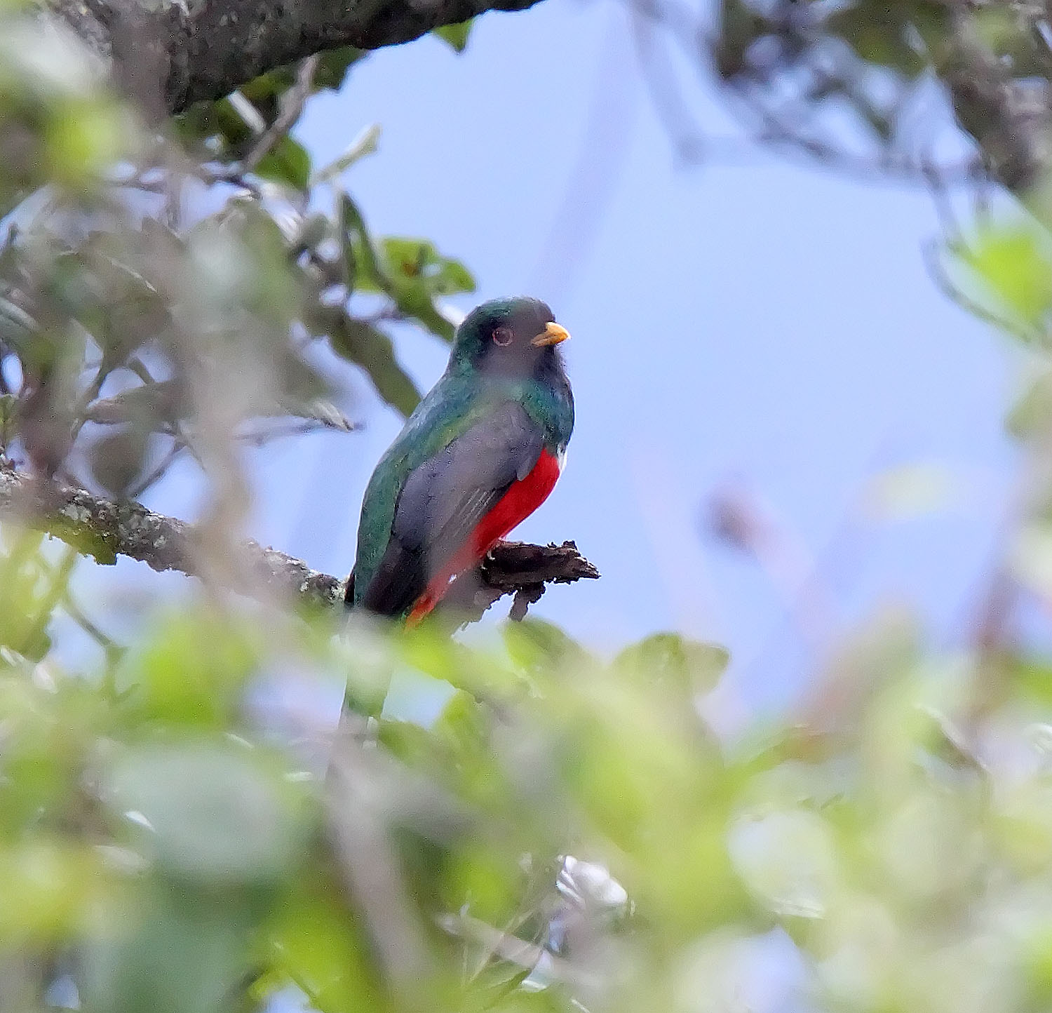 Mountain Trogon_8064.jpg
