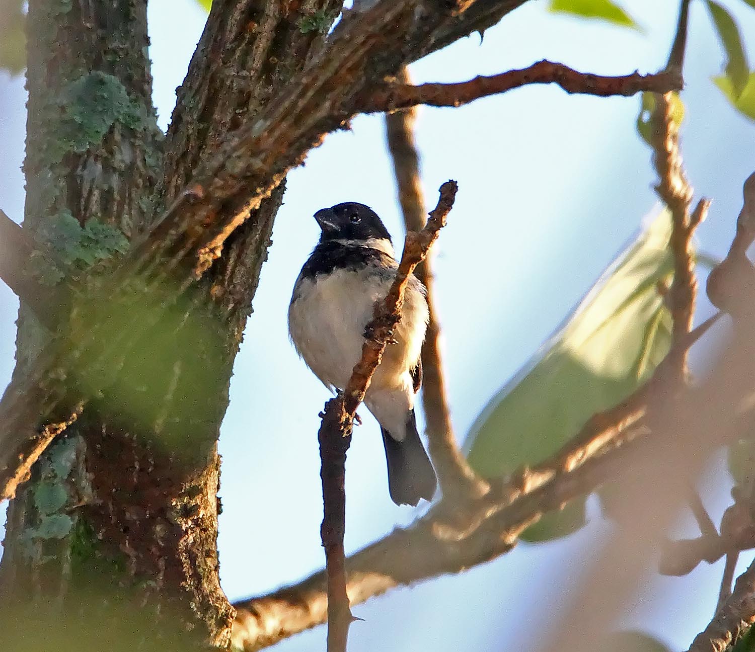 Morelets Seedeater - male_9500.jpg