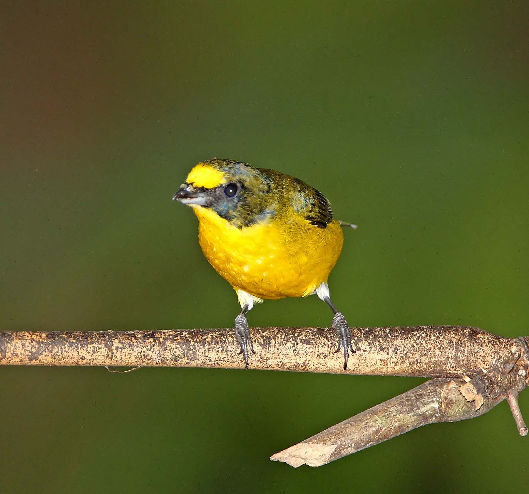 Yellow-throated Euphonia -  juvie male_9323.jpg