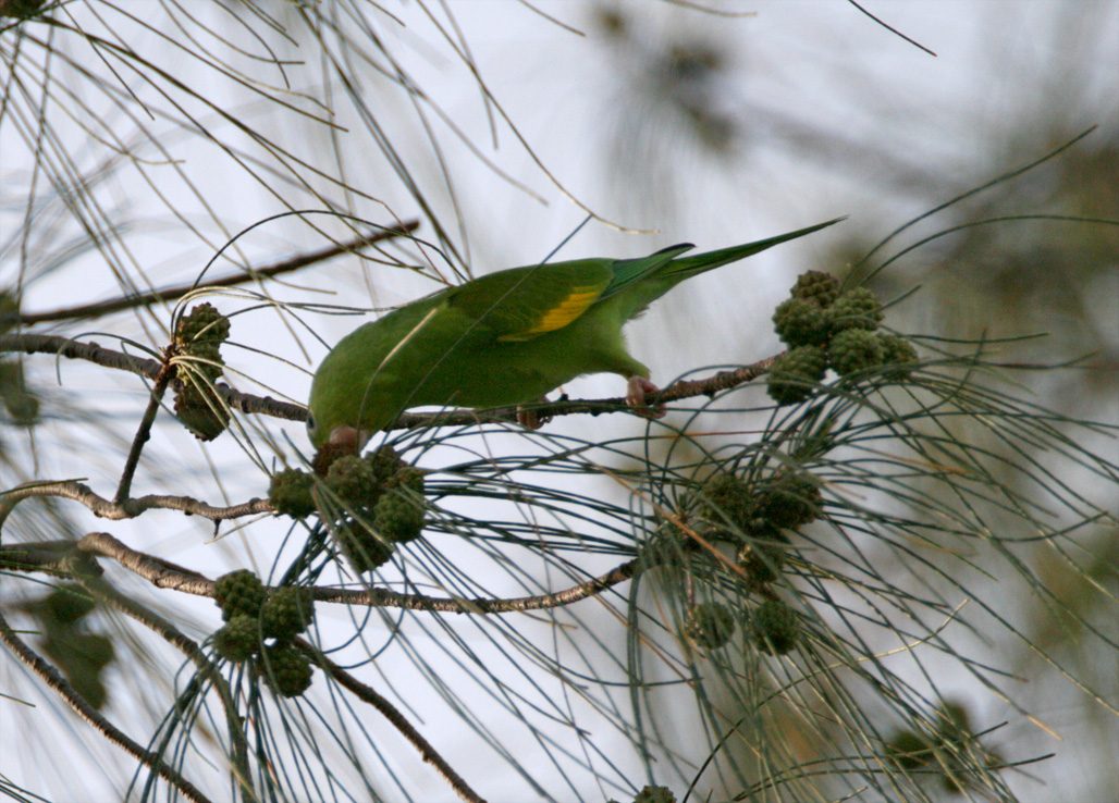 Yellow-chevroned Parakeet_1728.jpg