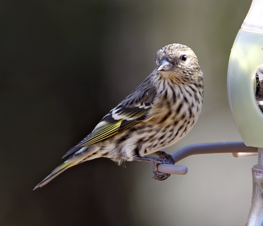 Pine Siskin_0988.jpg