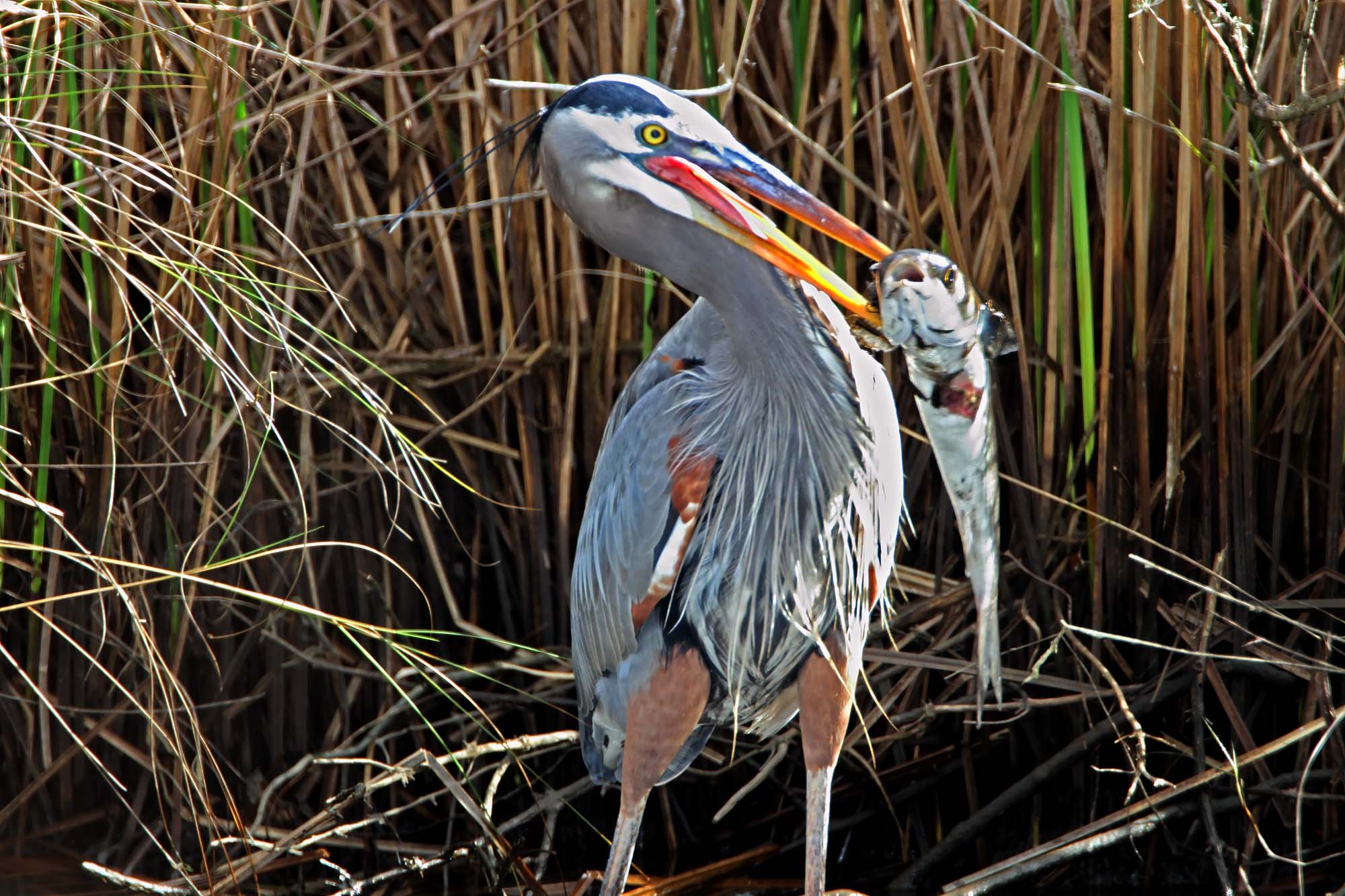 Great Blue Heron with huge fish_0170.jpg