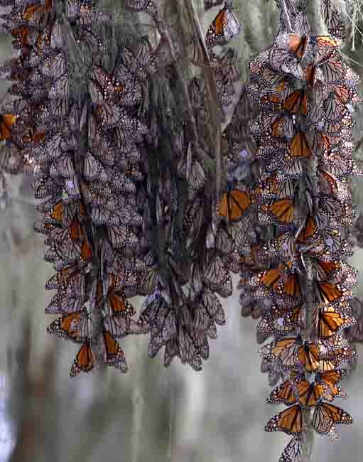 Monarch blog_3441.jpg