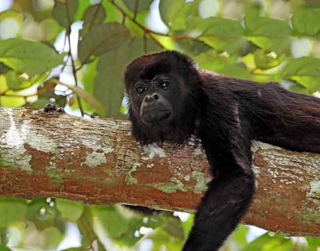 Mantled Howler Monkey_8830.jpg