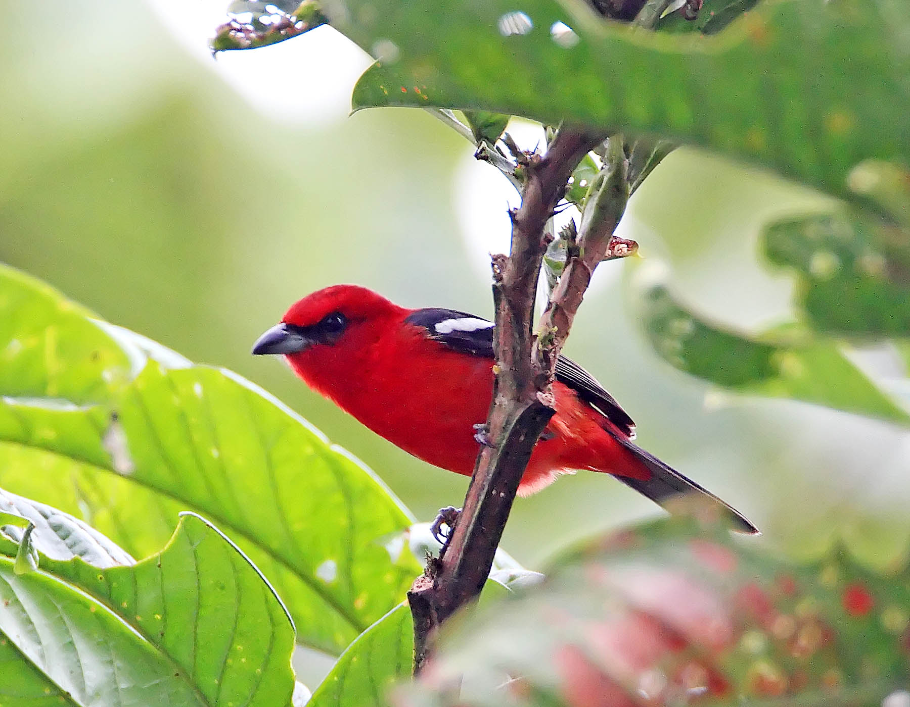 White-winged Tanager - male_5265.jpg