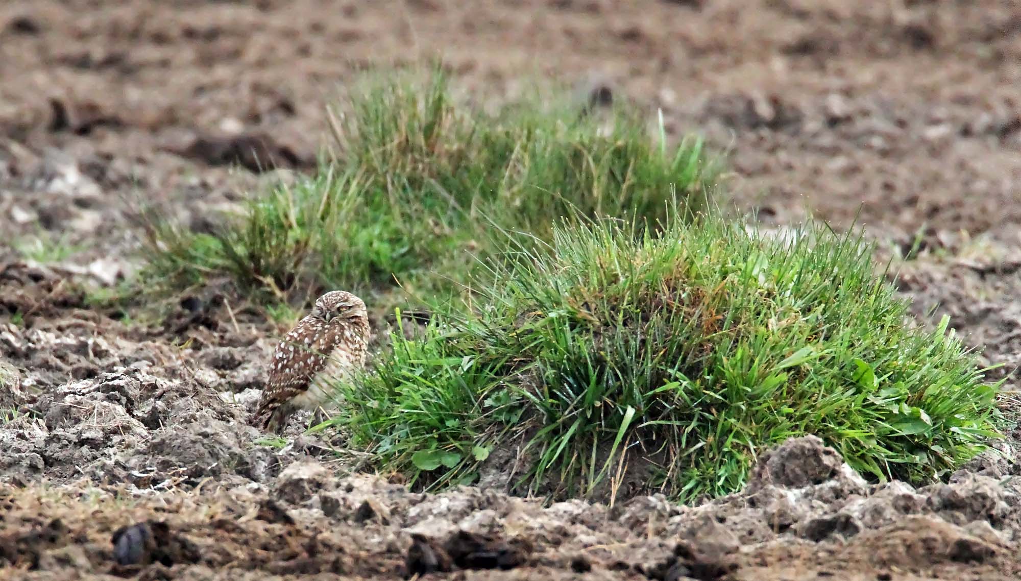 Burrowing Owl_0382.jpg