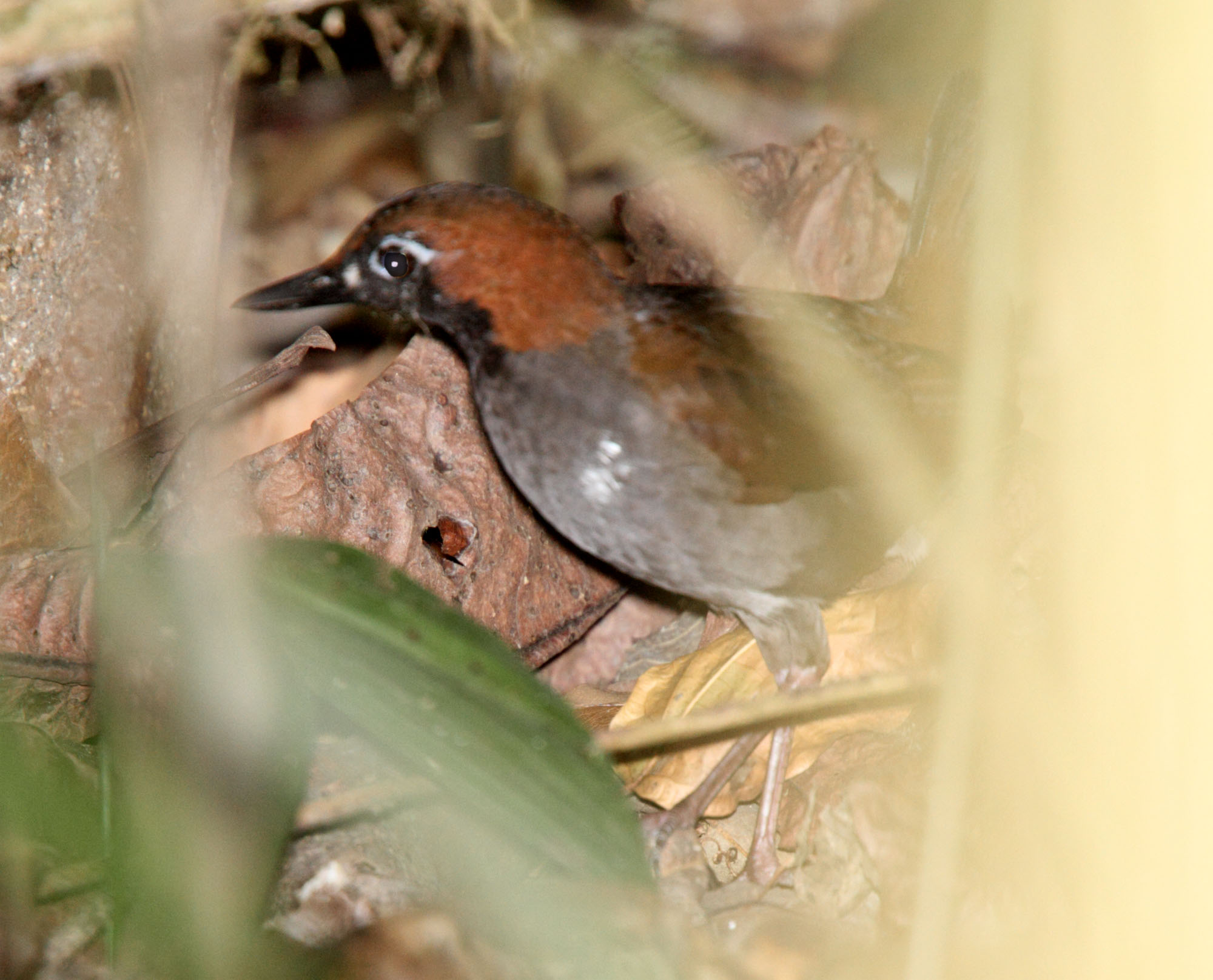 Black-faced Antthrush_2236.jpg