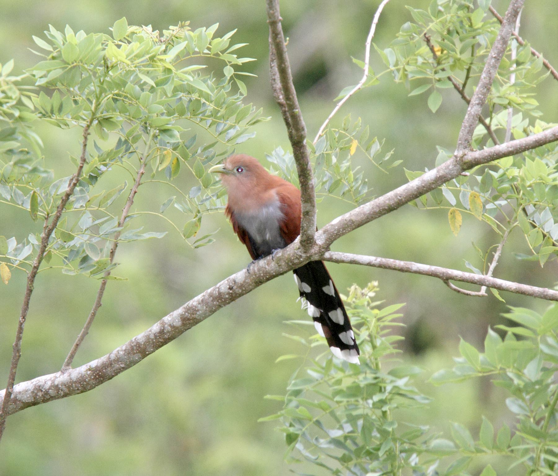 Squirrel Cuckoo_4329.jpg