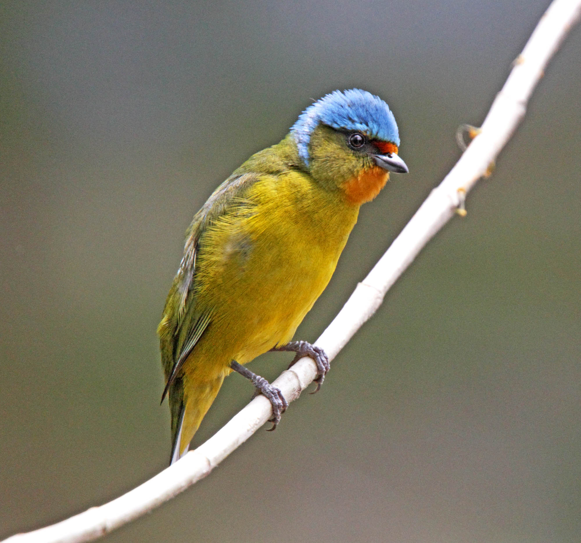 Elegant Euphonia - female_3499.jpg