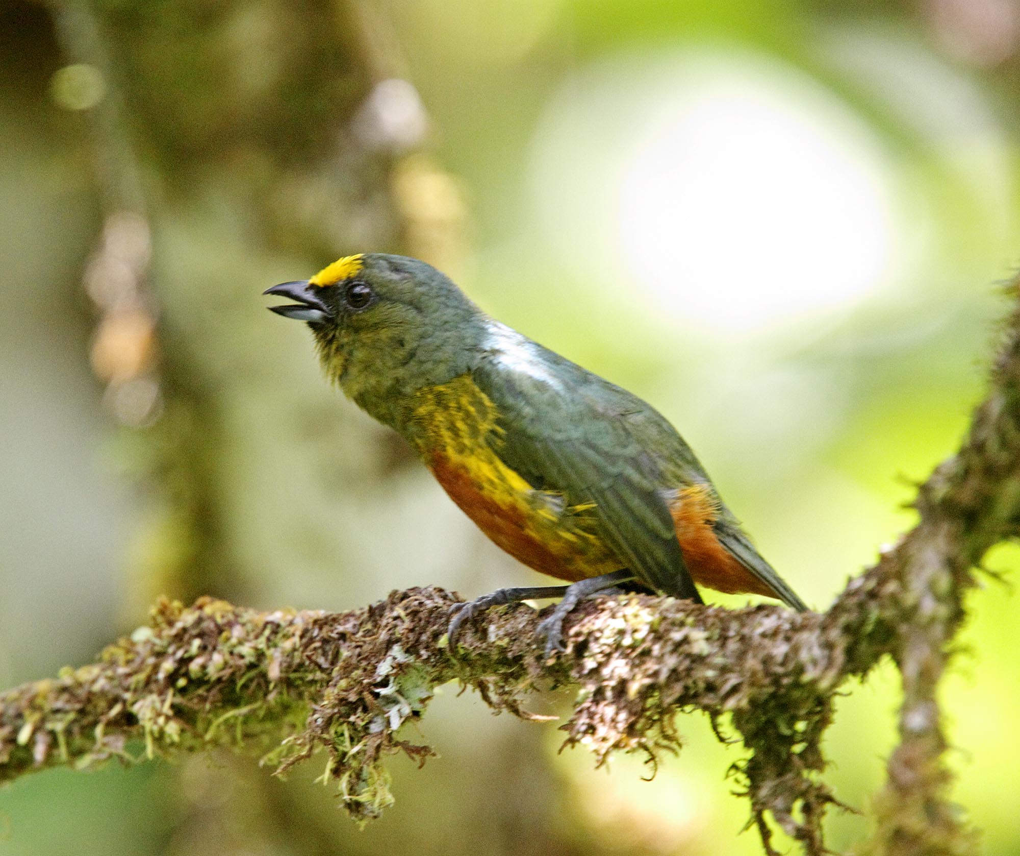 Olive-backed Euphonia - male_1703.jpg