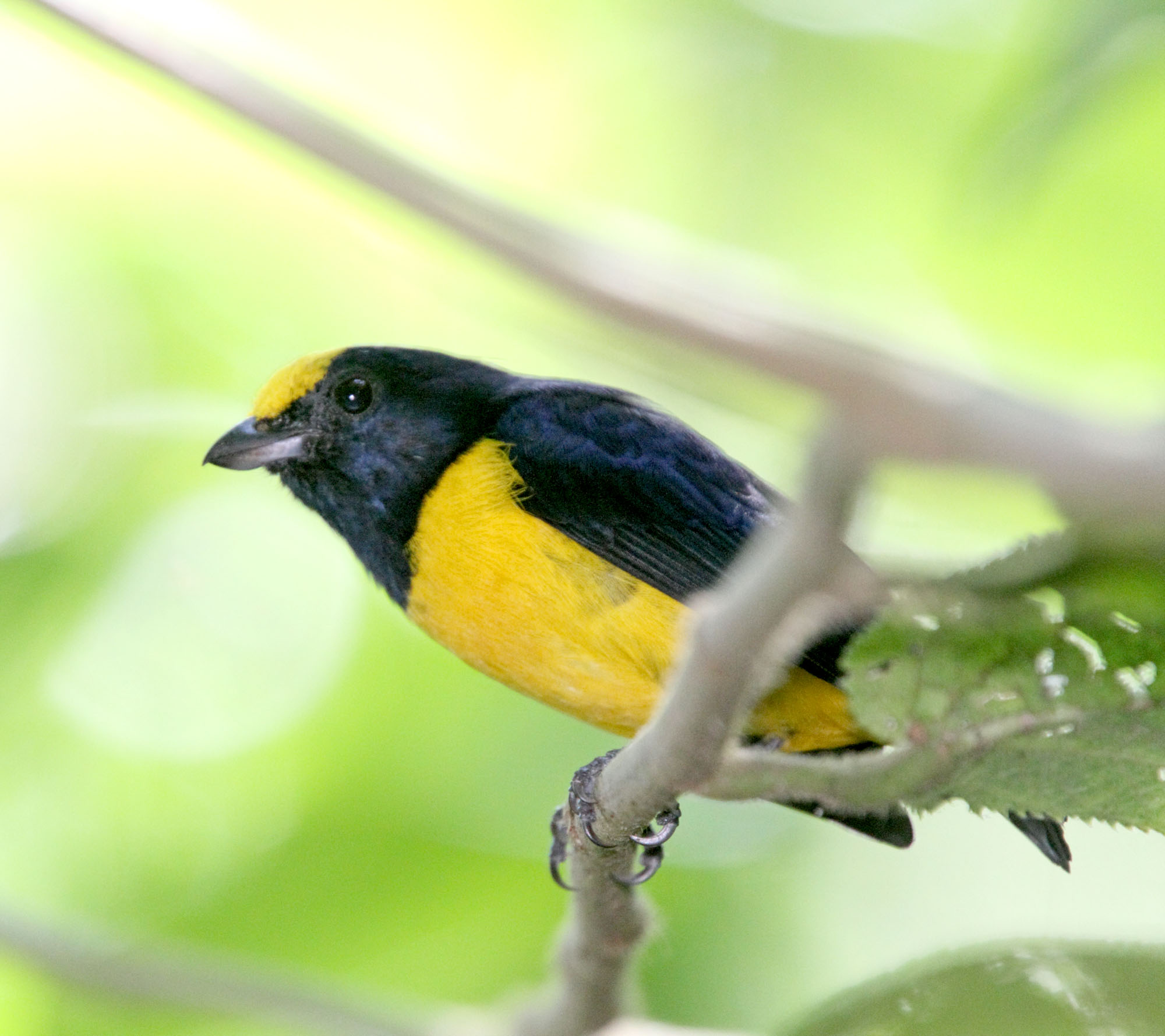 Spot-crowned Euphonia - male_2338.jpg