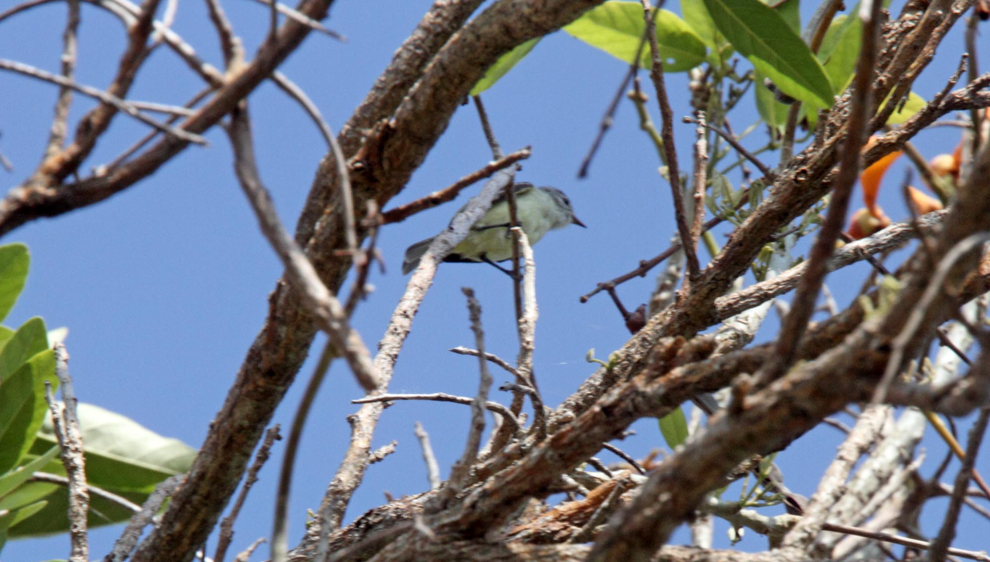 Southern Beardless-Tyrannulet_3116.jpg
