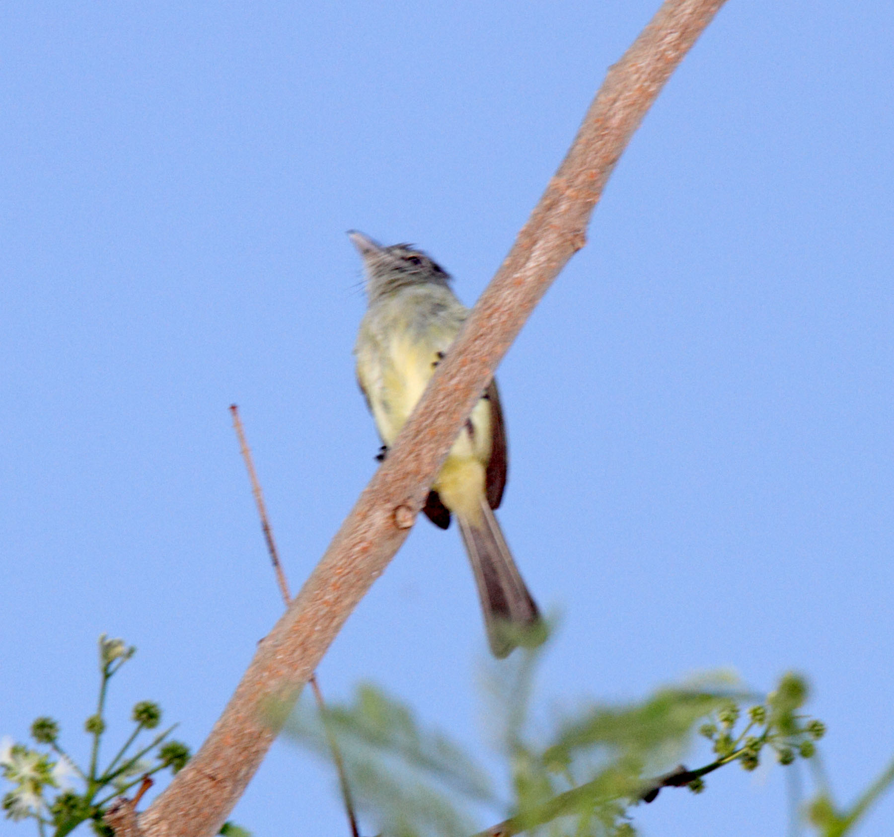 Yellow-olive Flatbill_2094.jpg