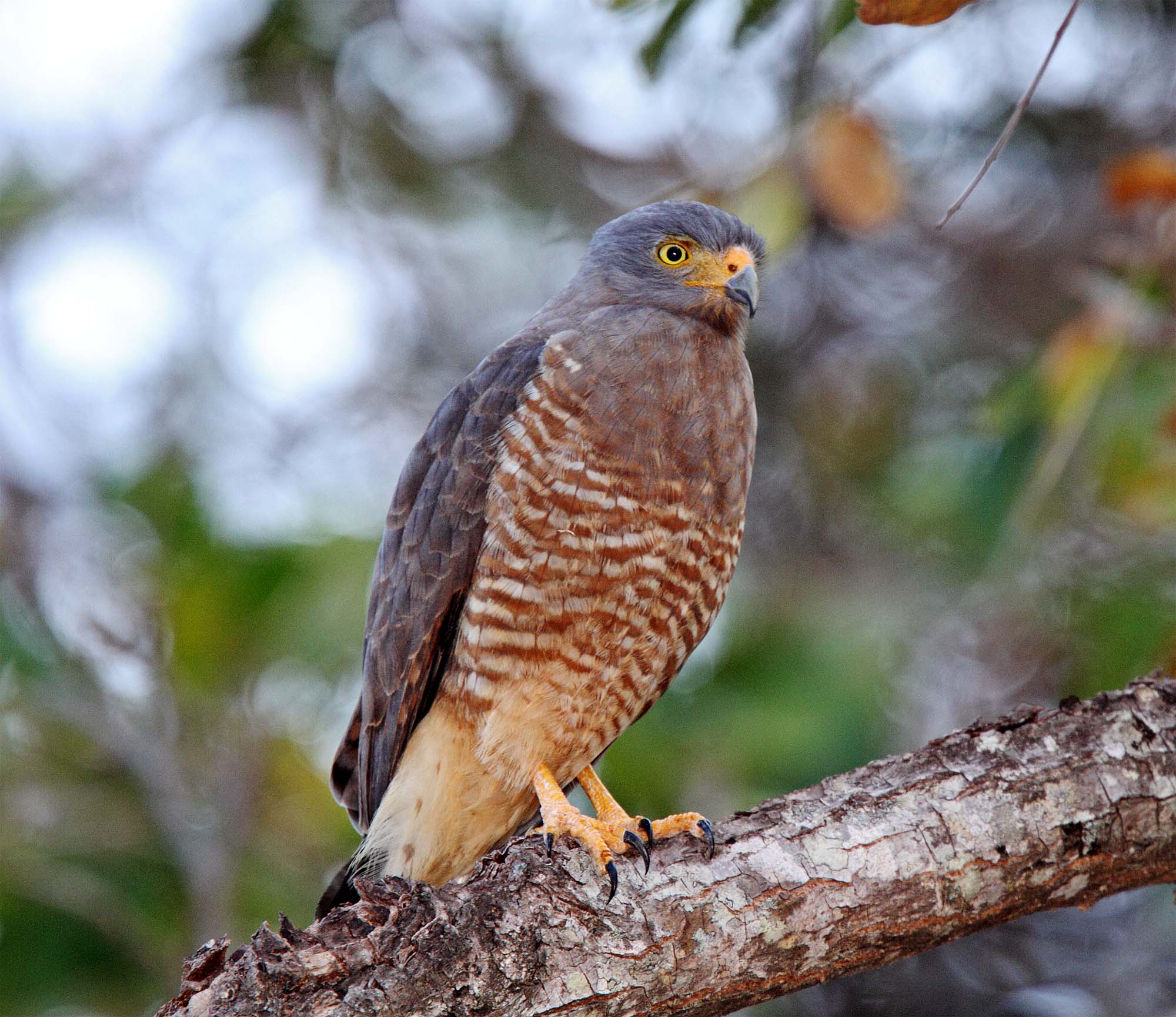 Roadside Hawk_1773.jpg