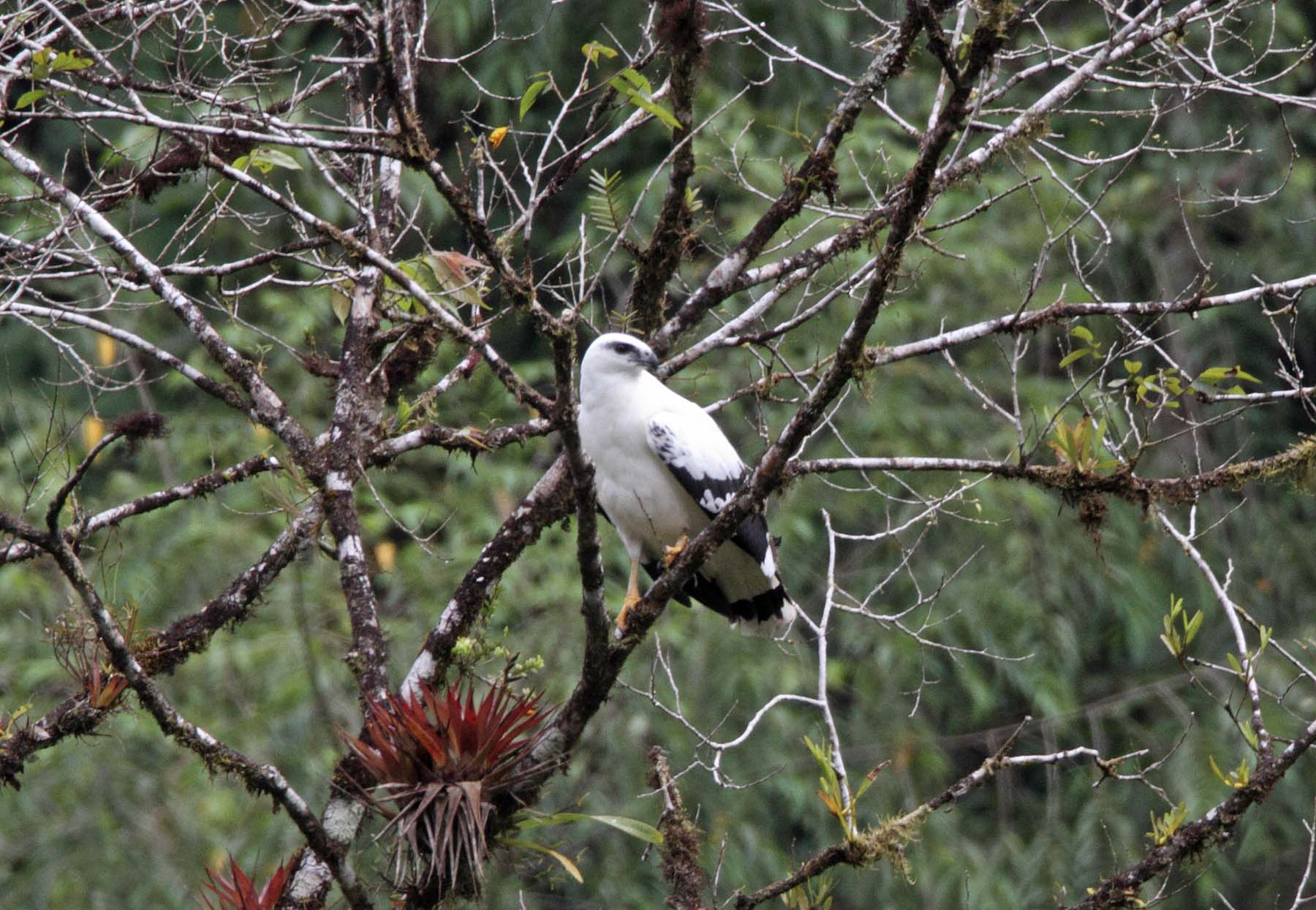 White Hawk_1215.jpg