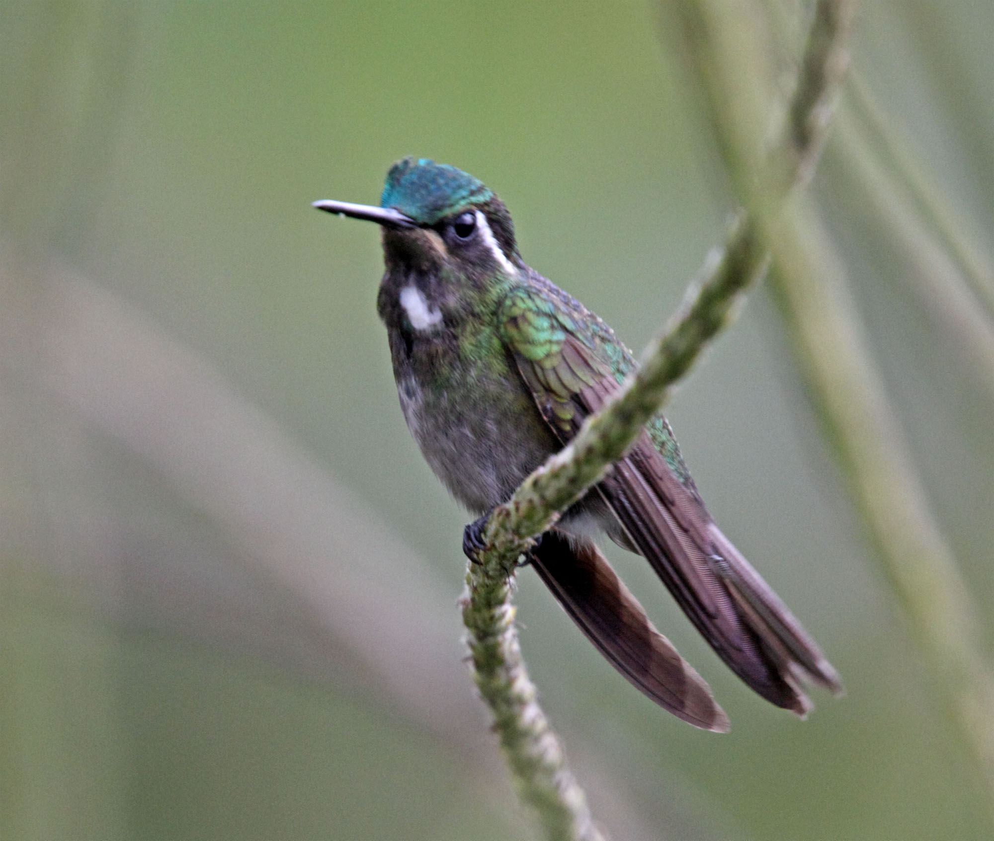 White-throated Mountain-gem - juvenile male_3482.jpg