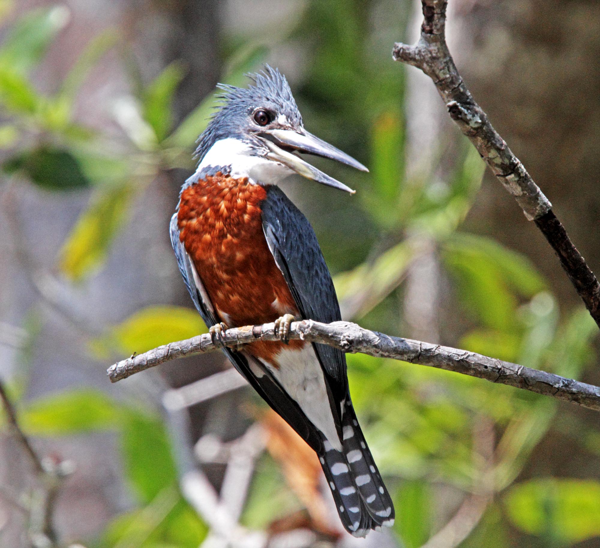 Ringed Kingfisher - male_2747.jpg