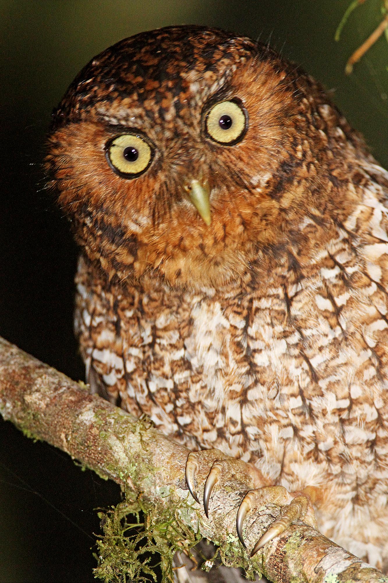 Bare-shanked Screech-Owl_0987.jpg
