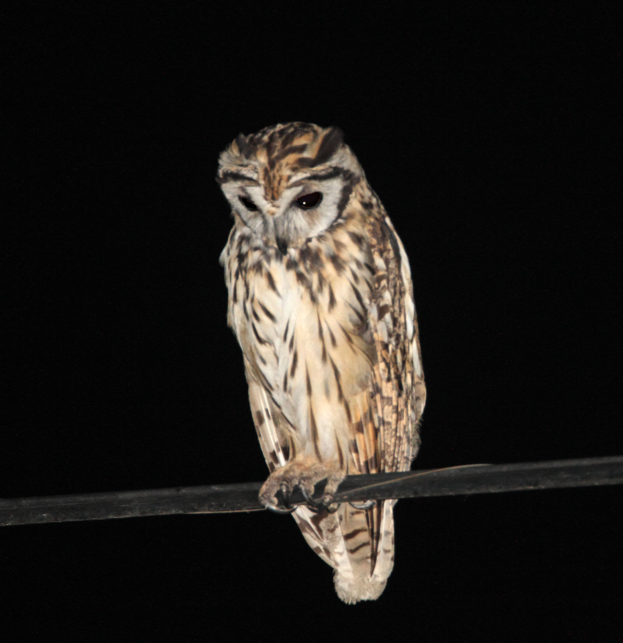 Striped Owl_2494.jpg