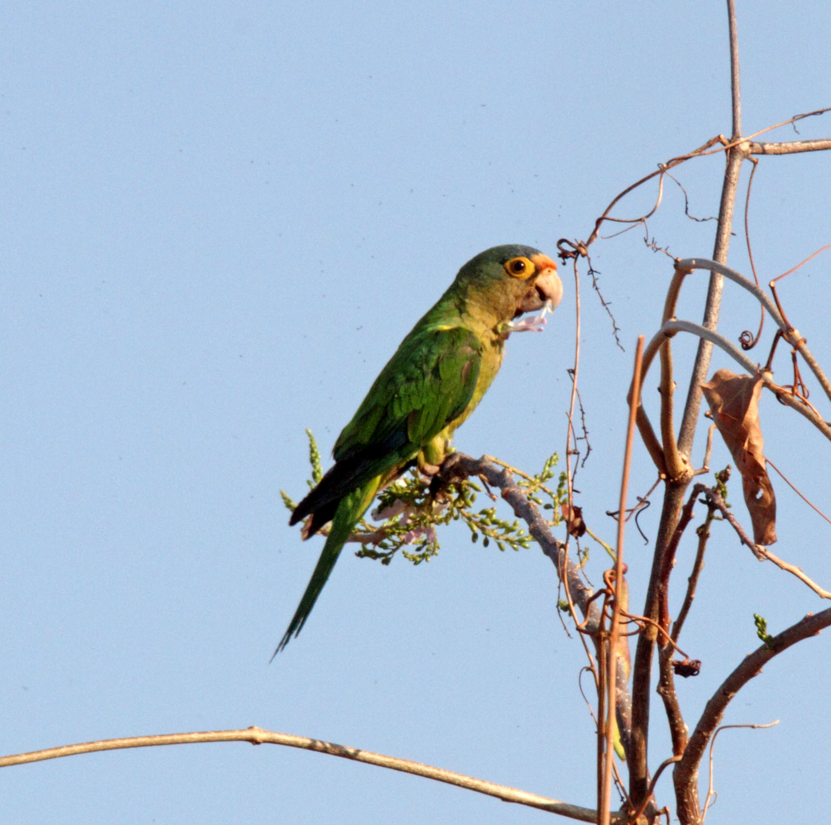 Orange-fronted Parakeet_2031.jpg