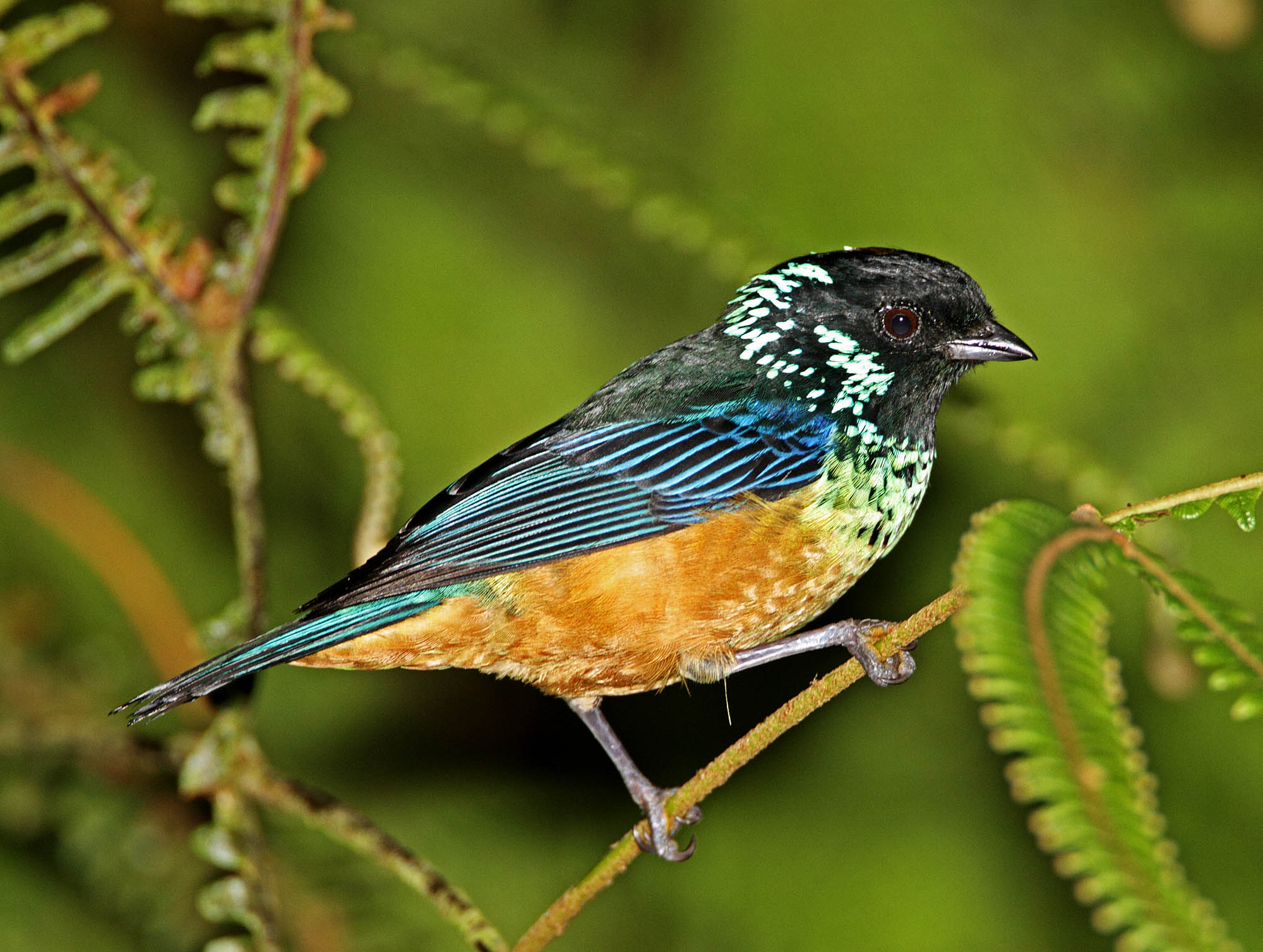 Spangle-cheeked Tanager_1062.jpg