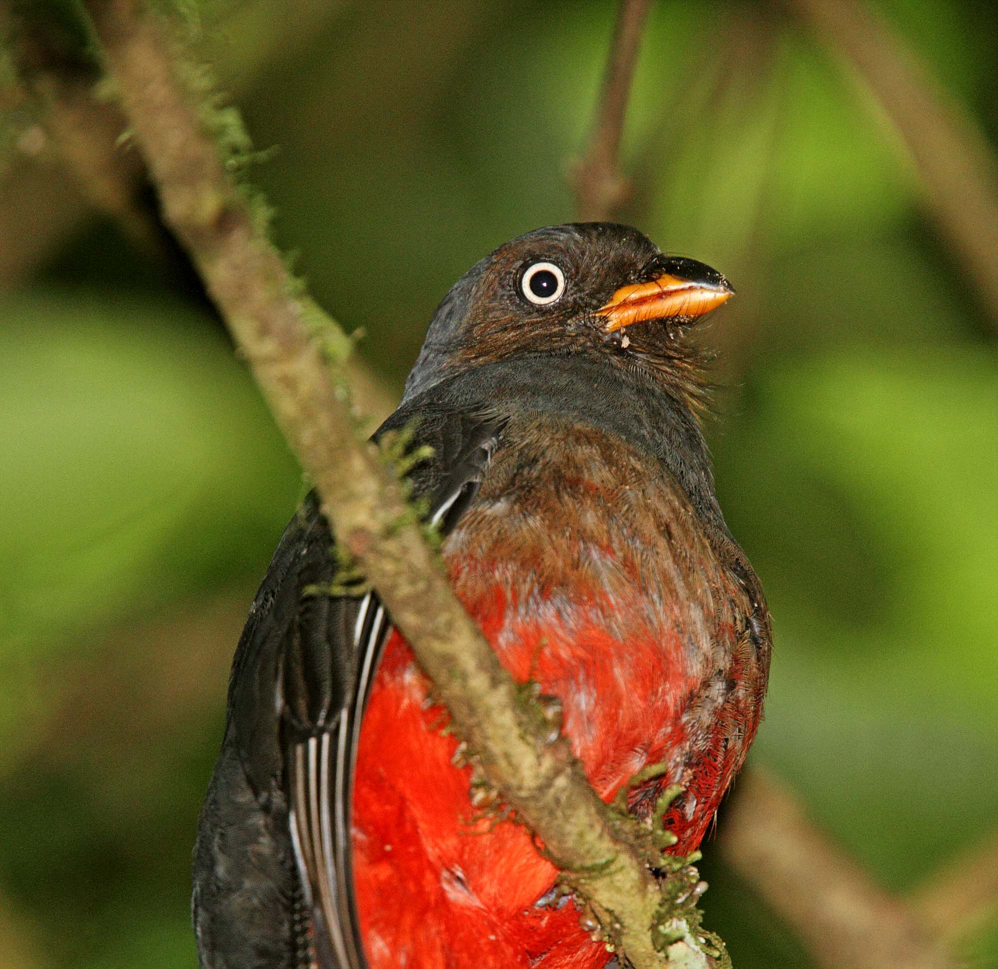 Lattice-tailed Trogon - female_1721.jpg