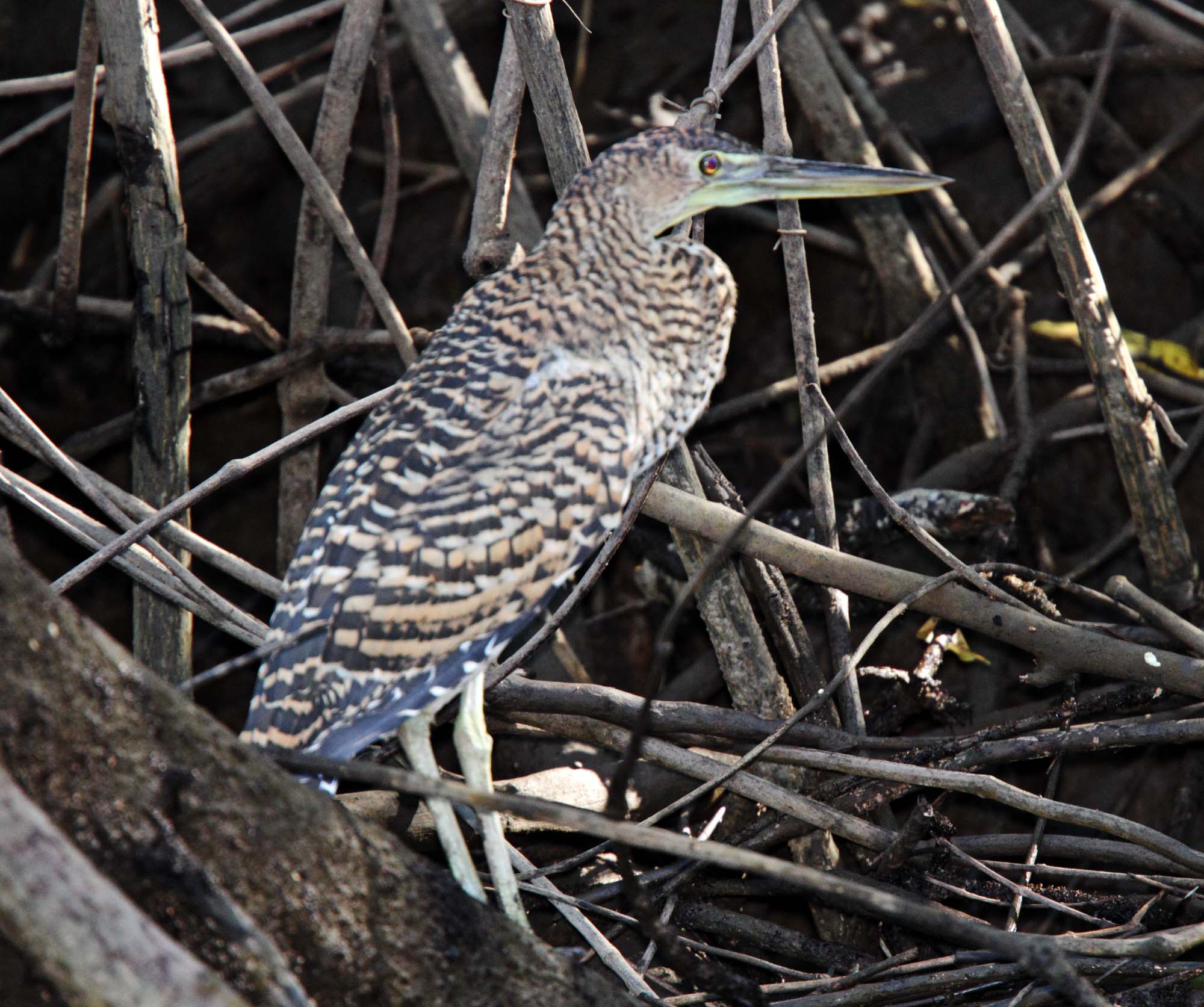 Bare-throated Tiger-Heron - juvenile_2668.jpg