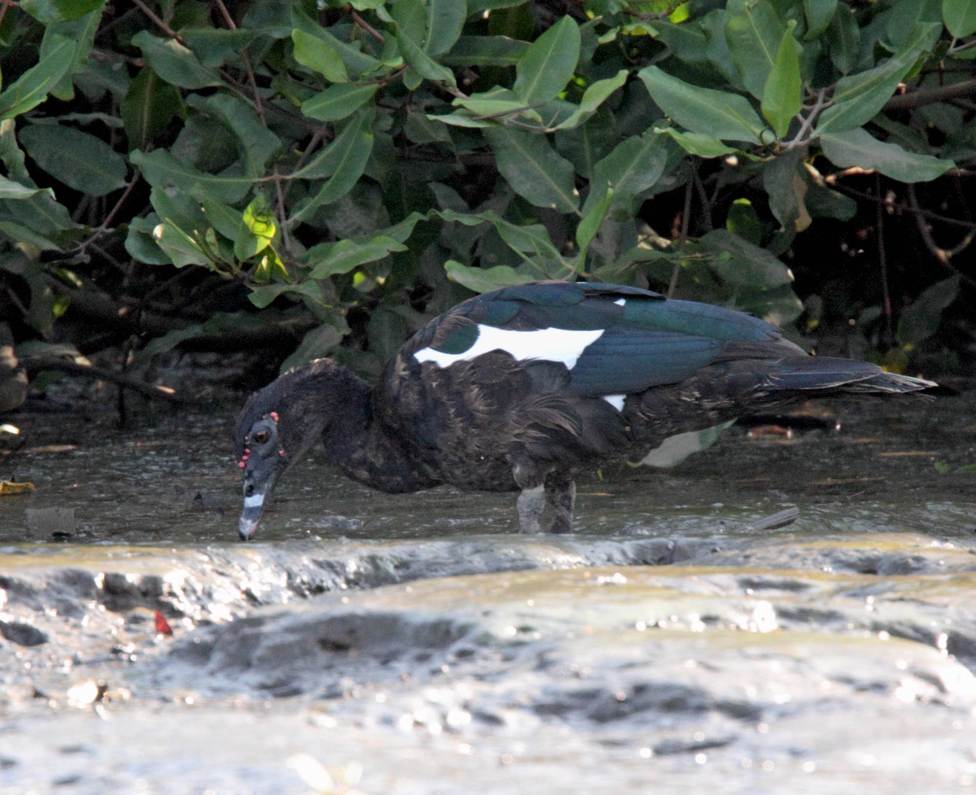 Muscovy Duck_2502.jpg