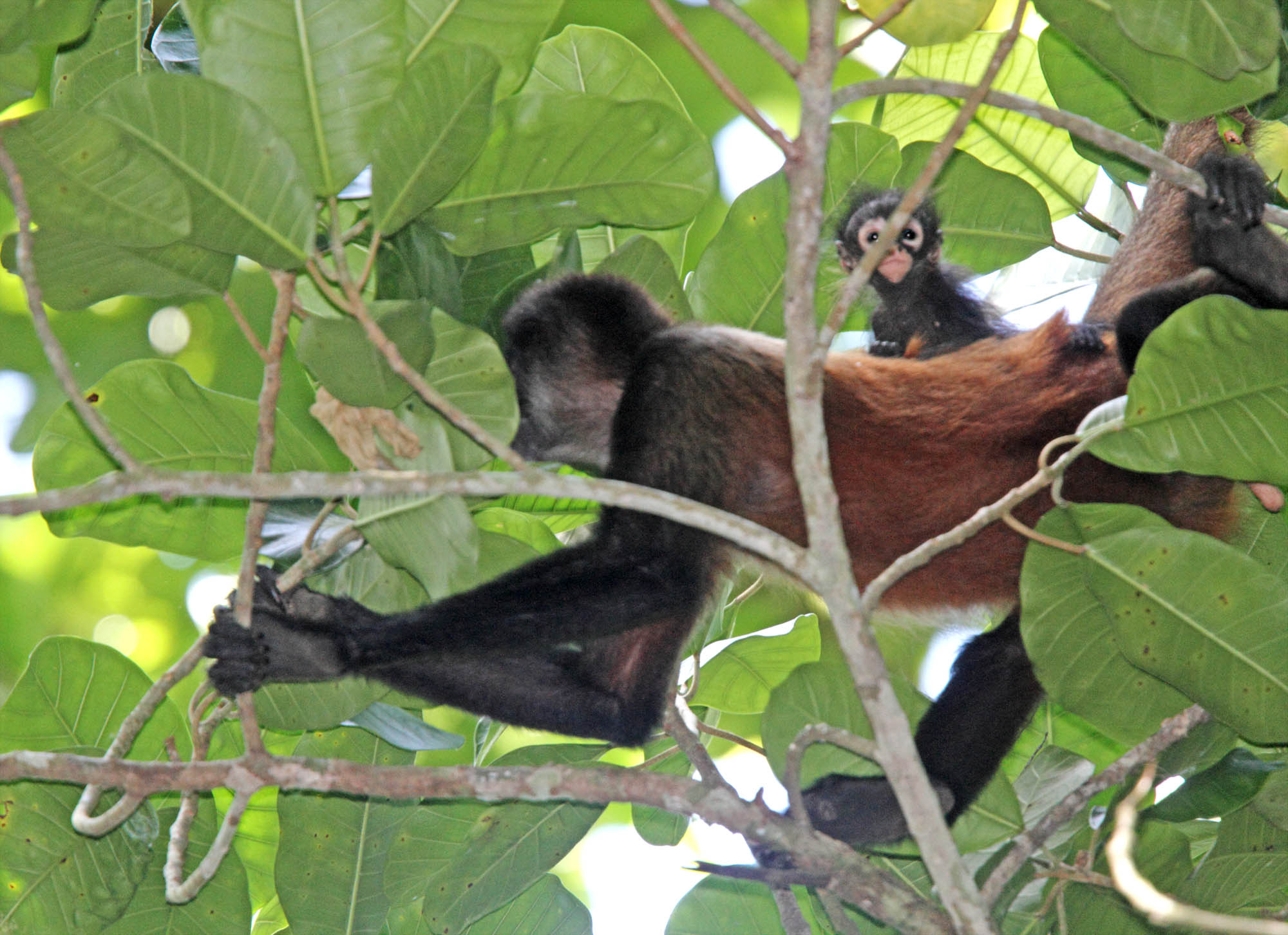 Geoffroys Spider Monkey with baby_2273.jpg