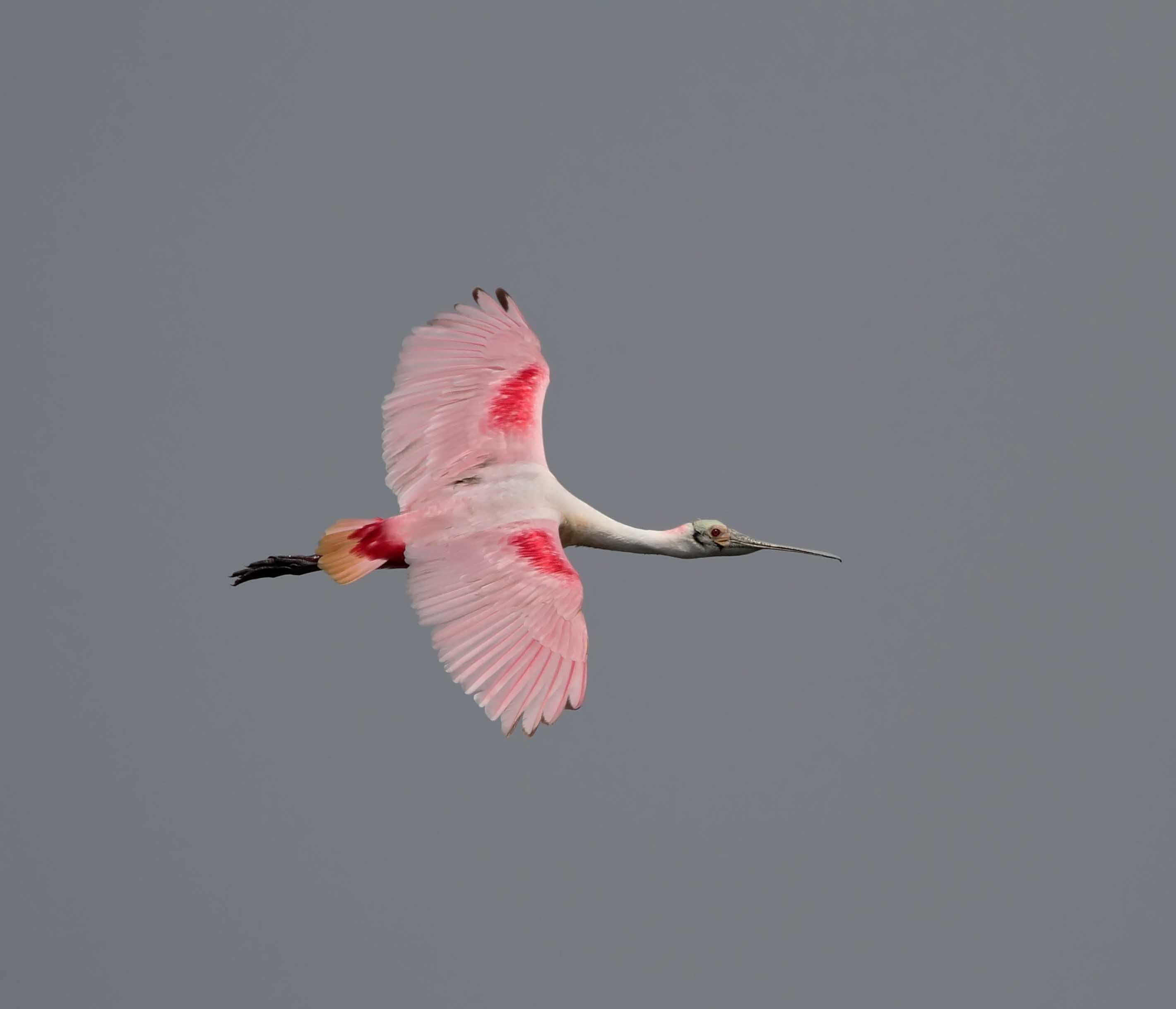 #91 Roseate Spoonbill_4514.jpg