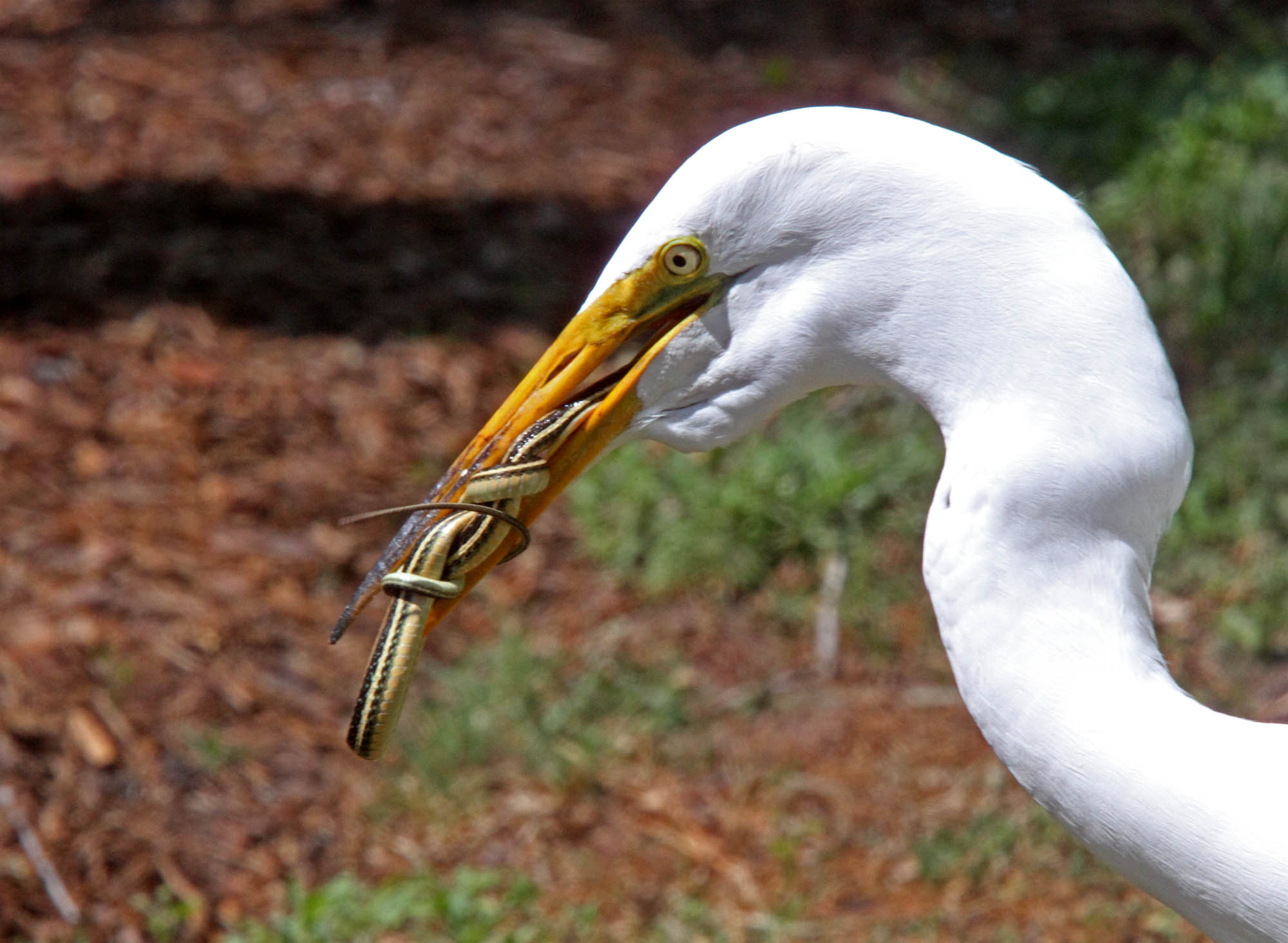 Great Egret with Snake6_3817.jpg