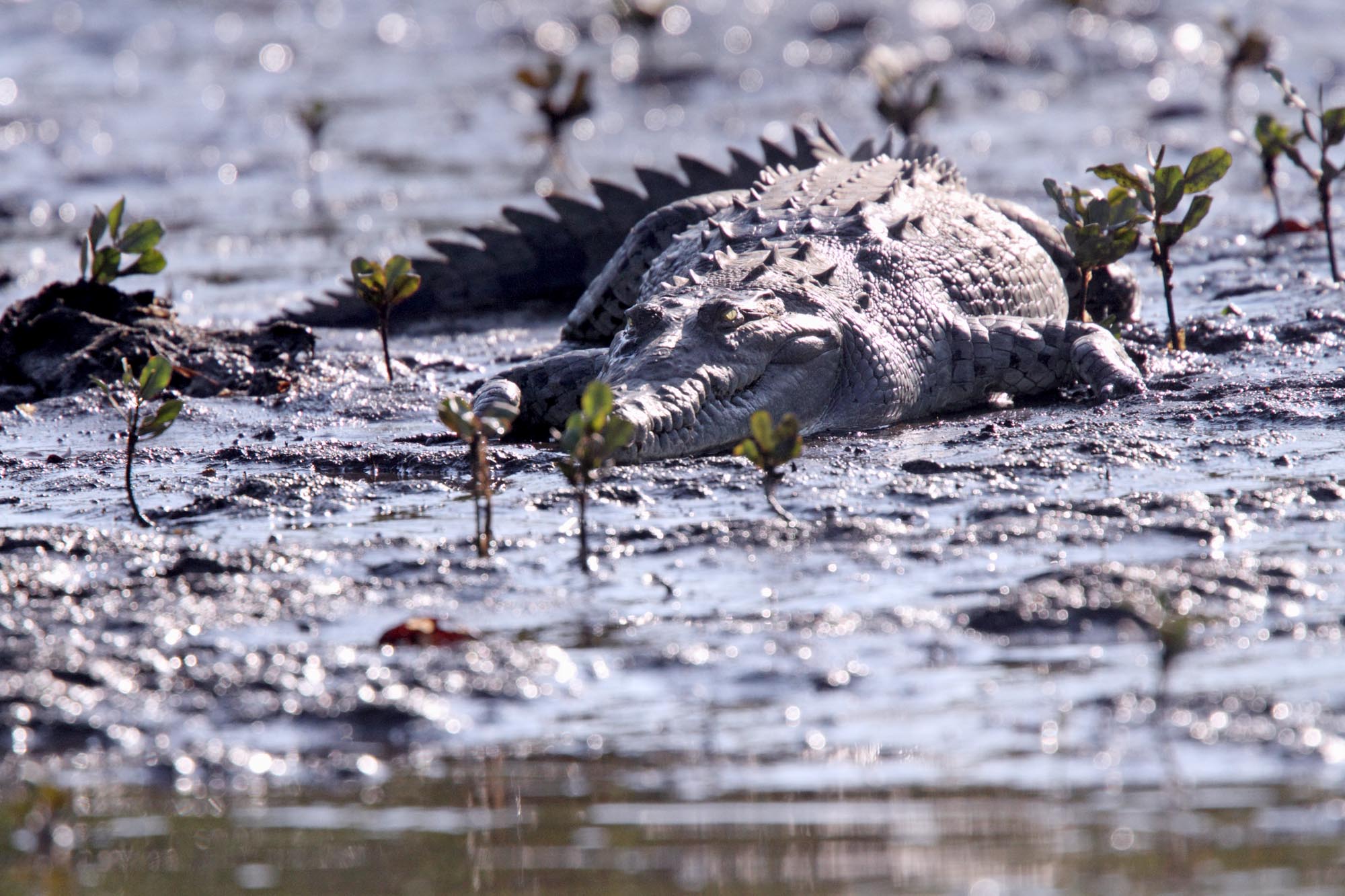 American Crocodile_2518.jpg
